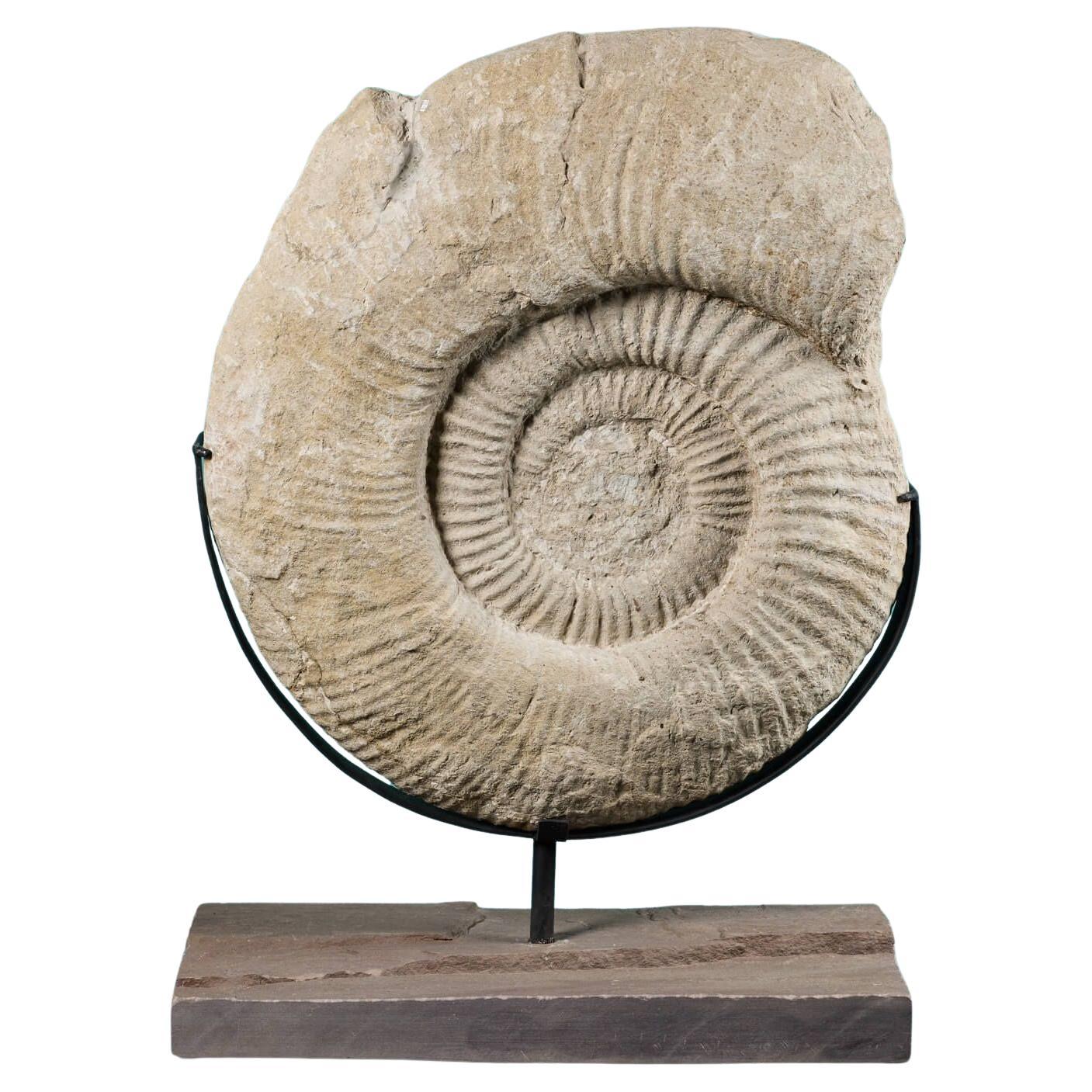 Fossile d'ammonite titanite géante sur Stand