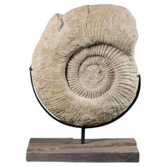 Antique Giant Titanites Ammonite Fossil on Stand