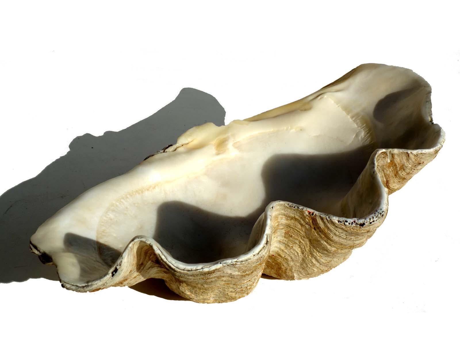 Giant Tridacna Clam Shell In Good Condition In Brescia, IT
