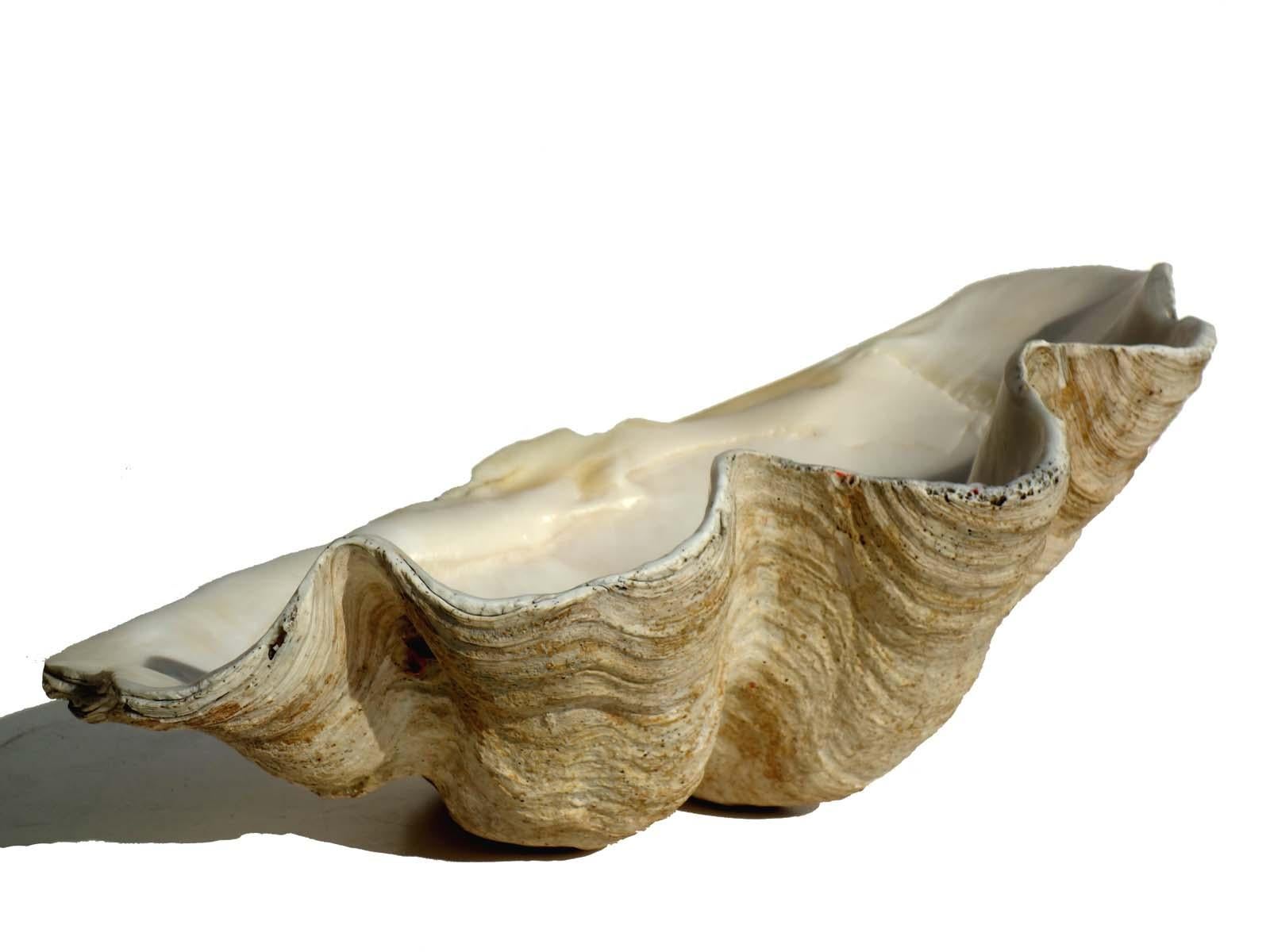 20th Century Giant Tridacna Clam Shell