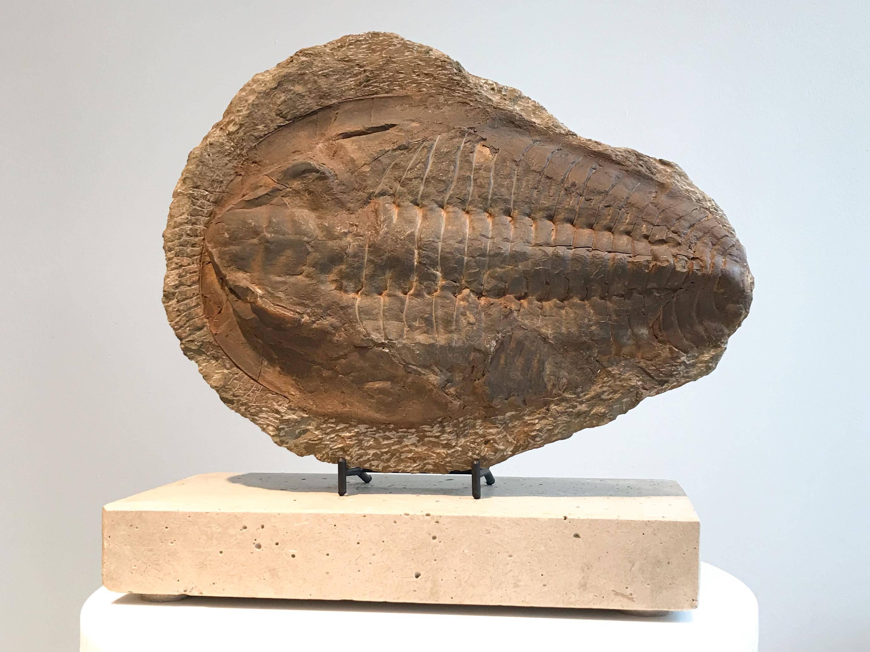 Giant trilobite fossil with stand.