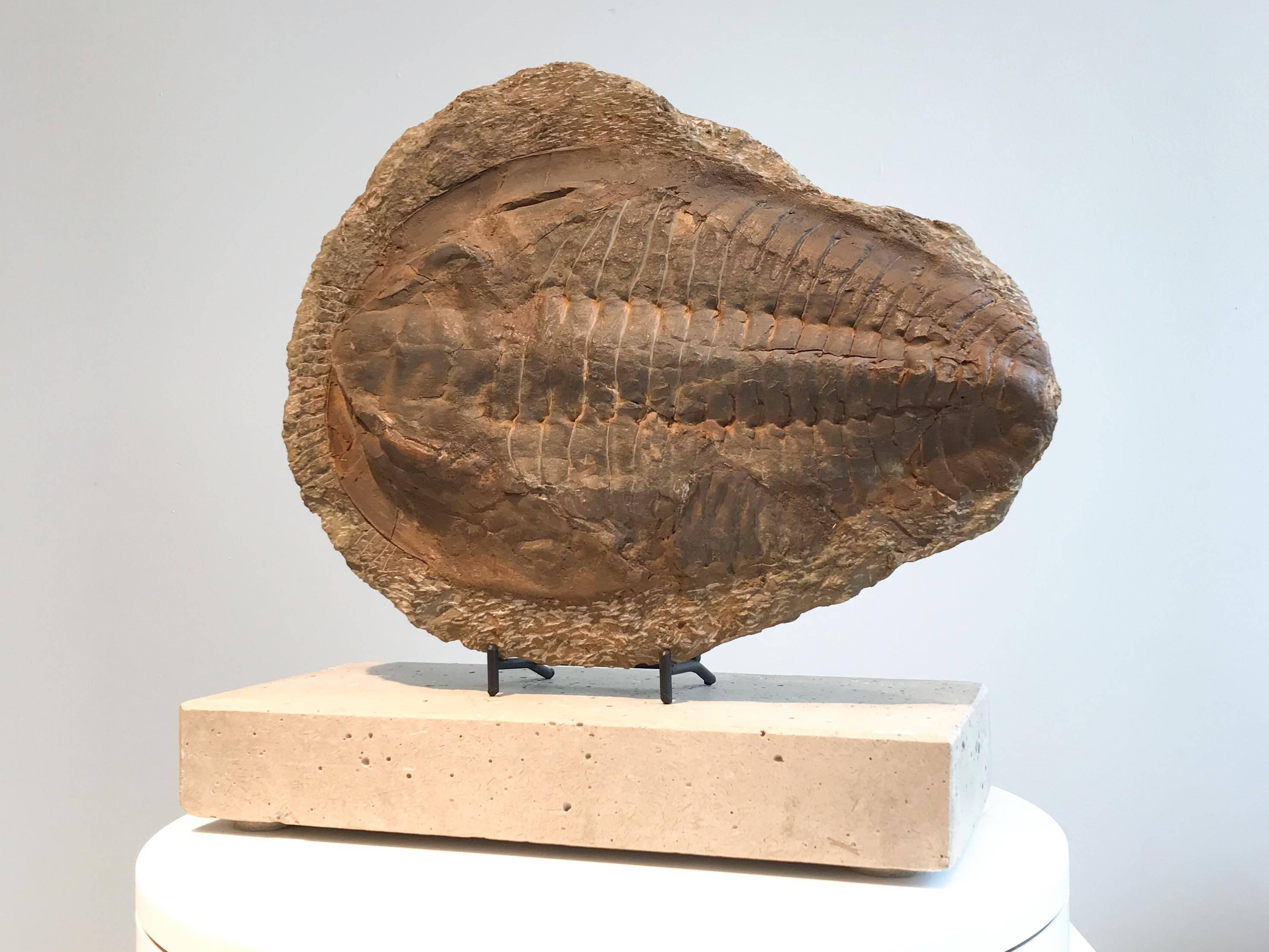 Giant Trilobite Fossil In Excellent Condition In Vancouver, BC