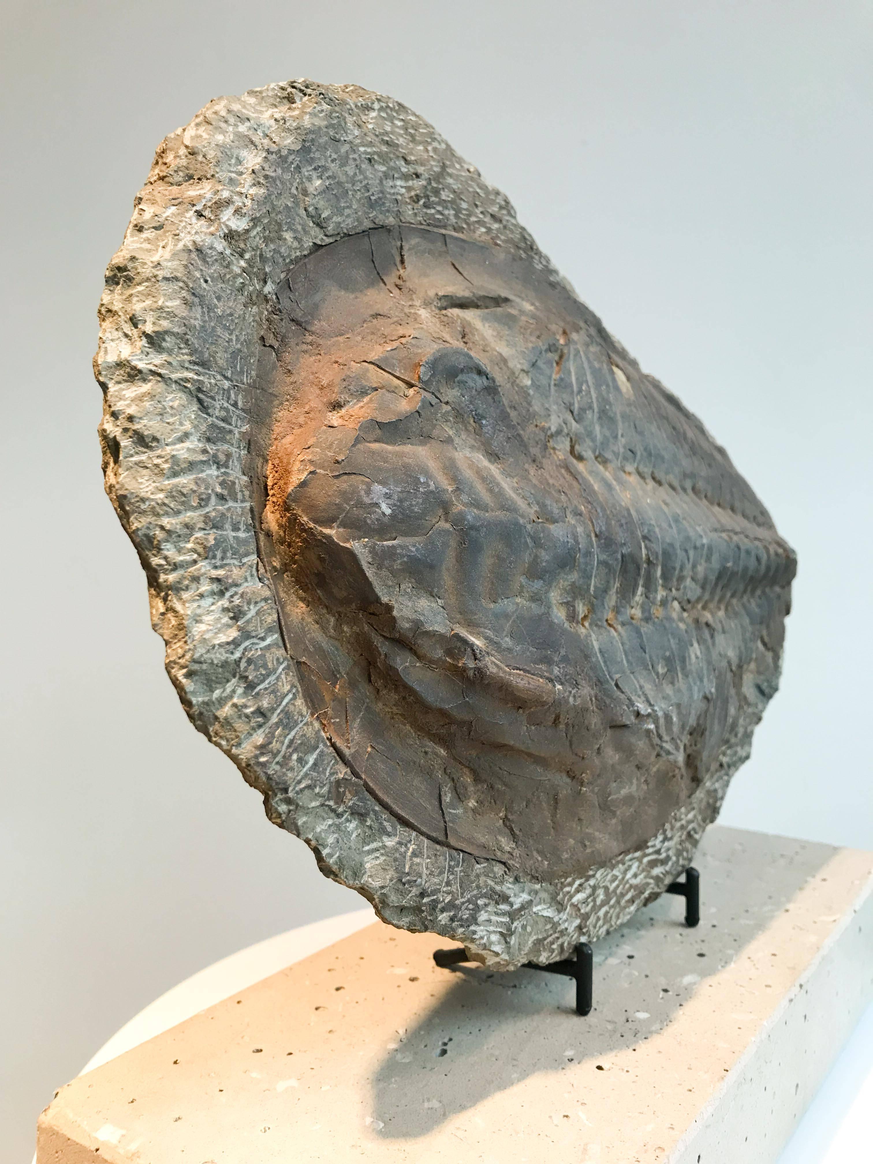 Giant Trilobite Fossil 3