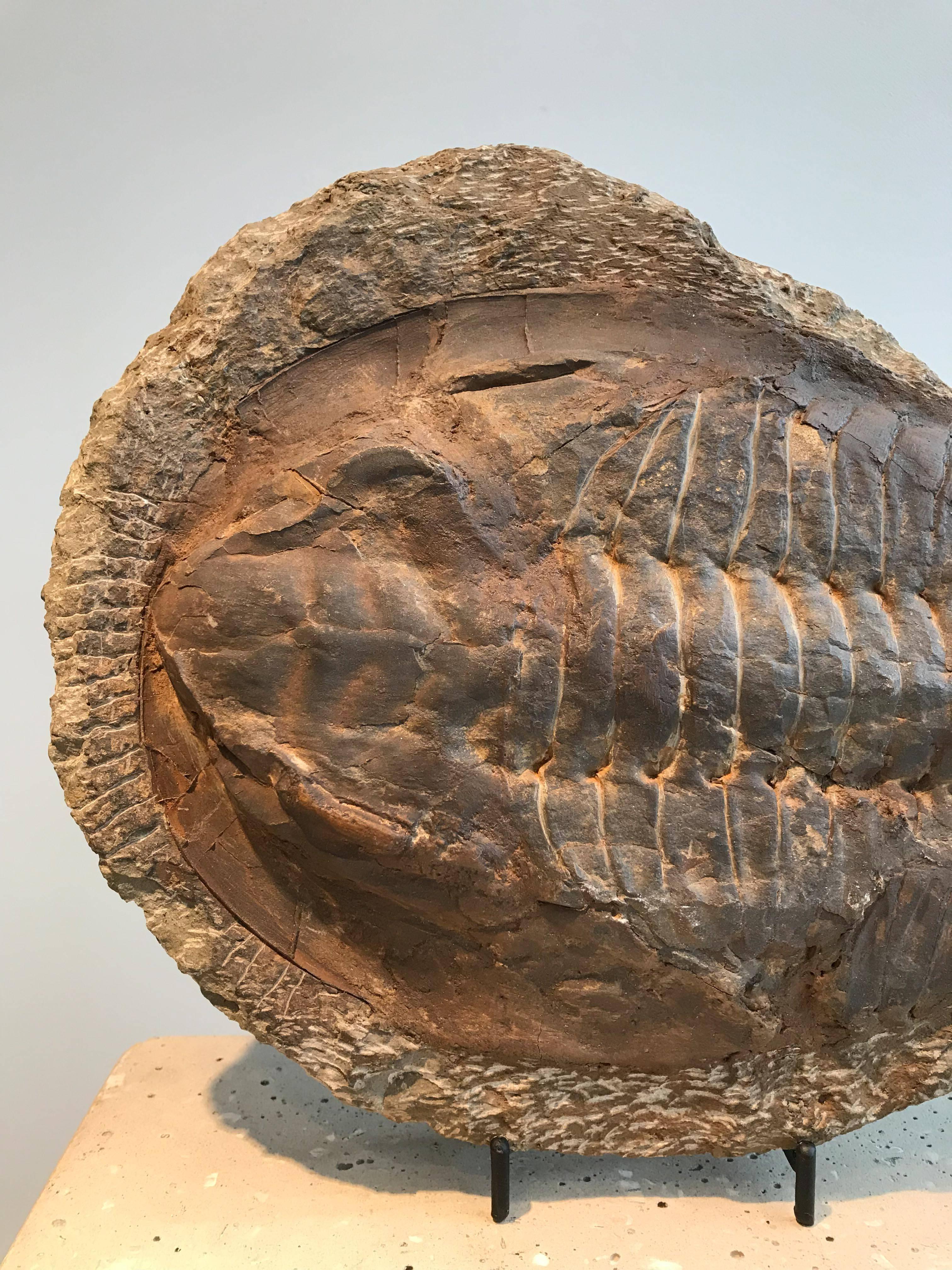 Giant Trilobite Fossil 4