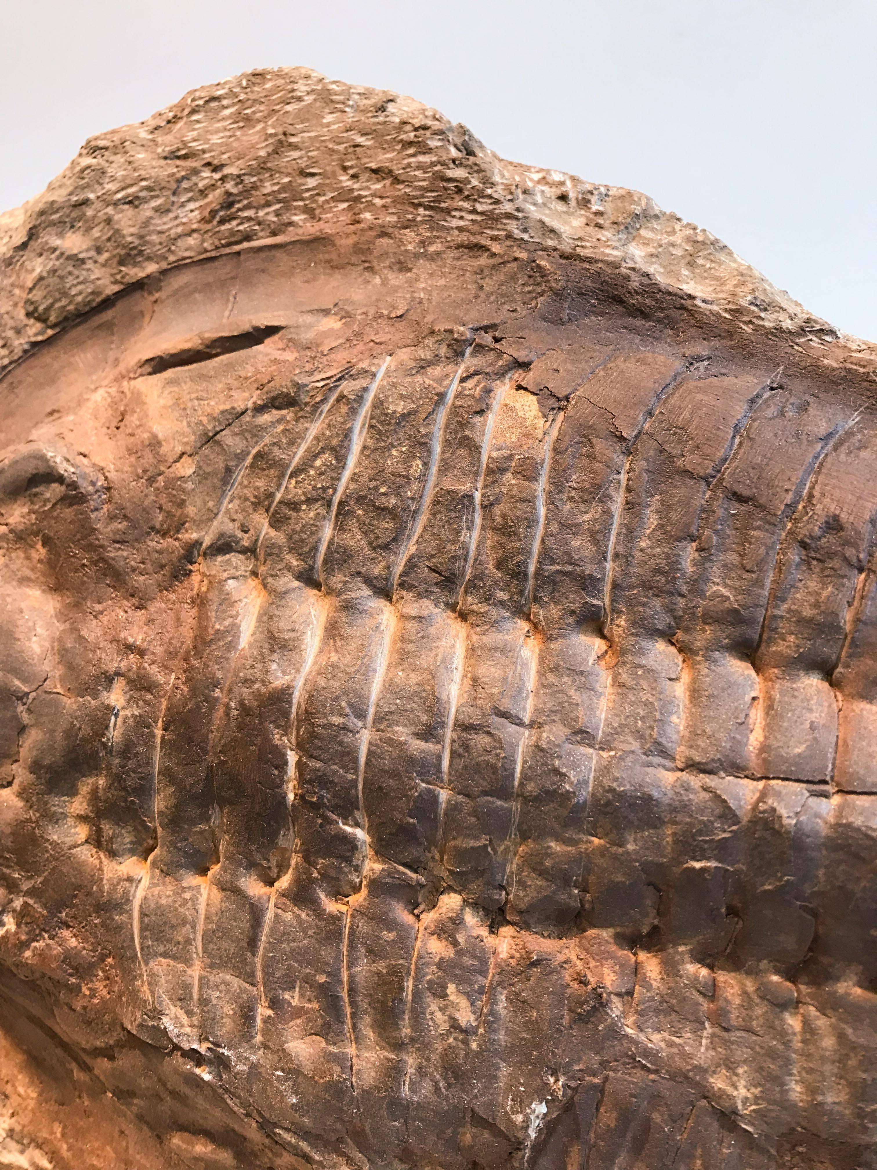 Giant Trilobite Fossil 5