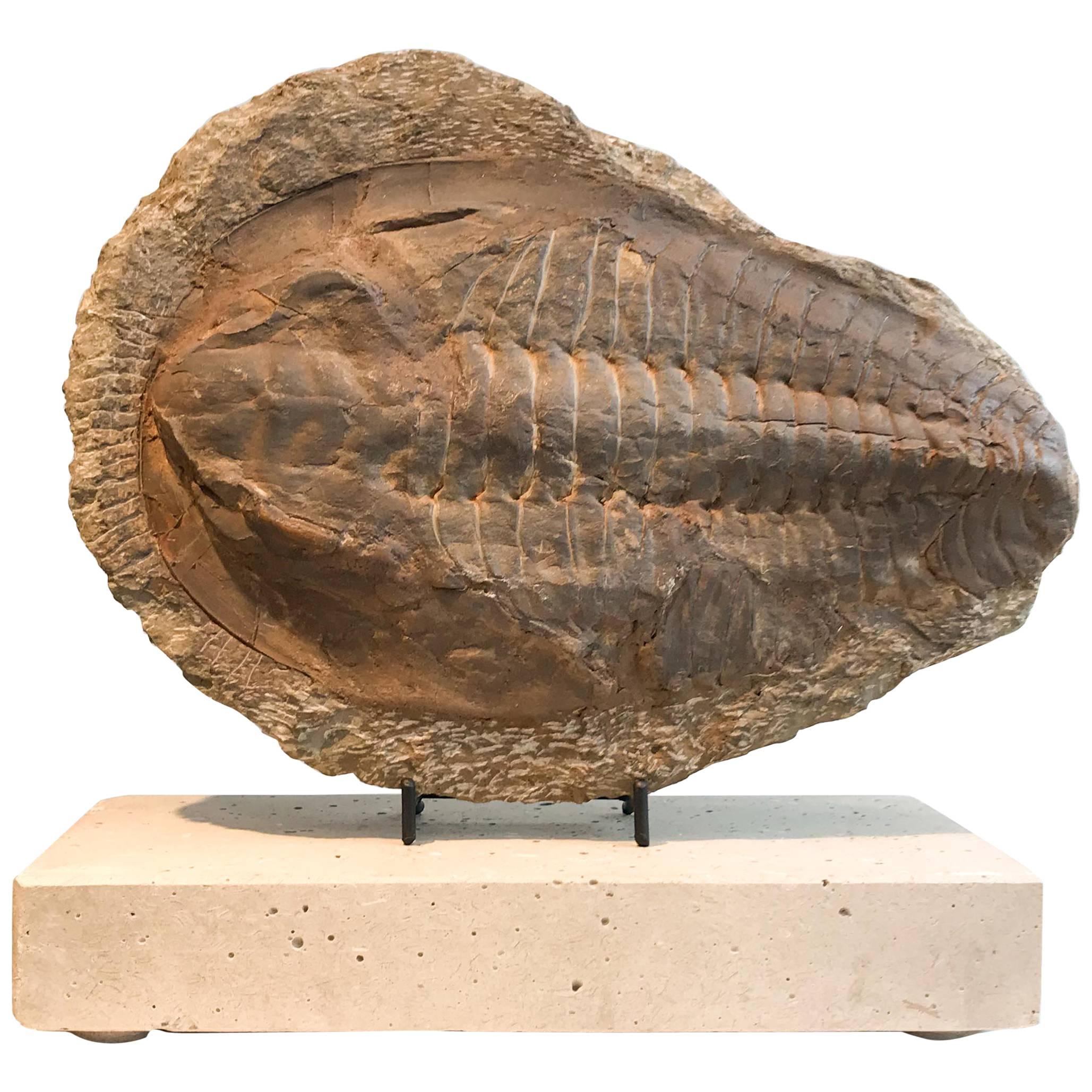 Giant Trilobite Fossil