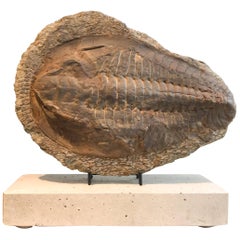 Giant Trilobite Fossil