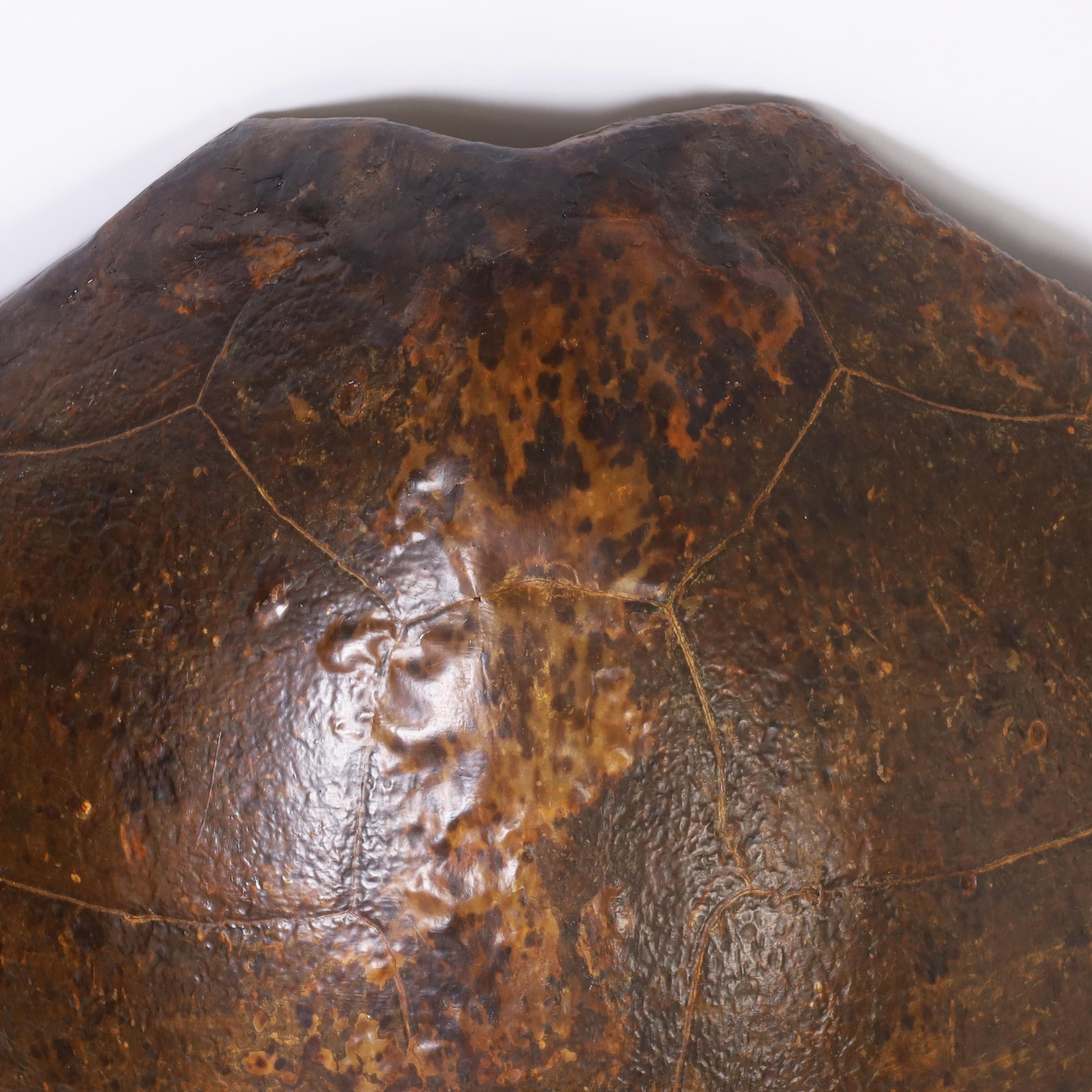 huge turtle shell