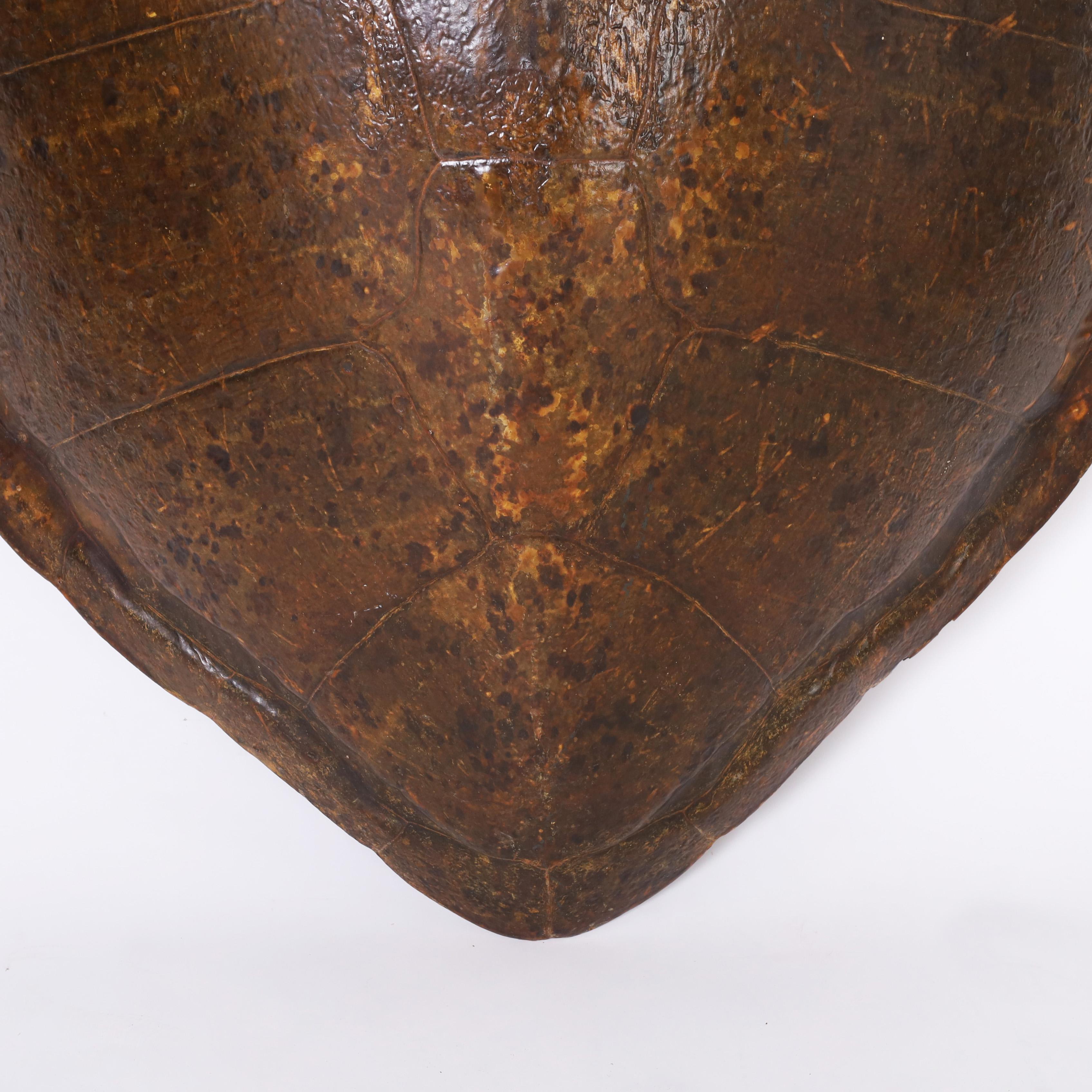 Victorian Giant Turtle Shell or Carapace