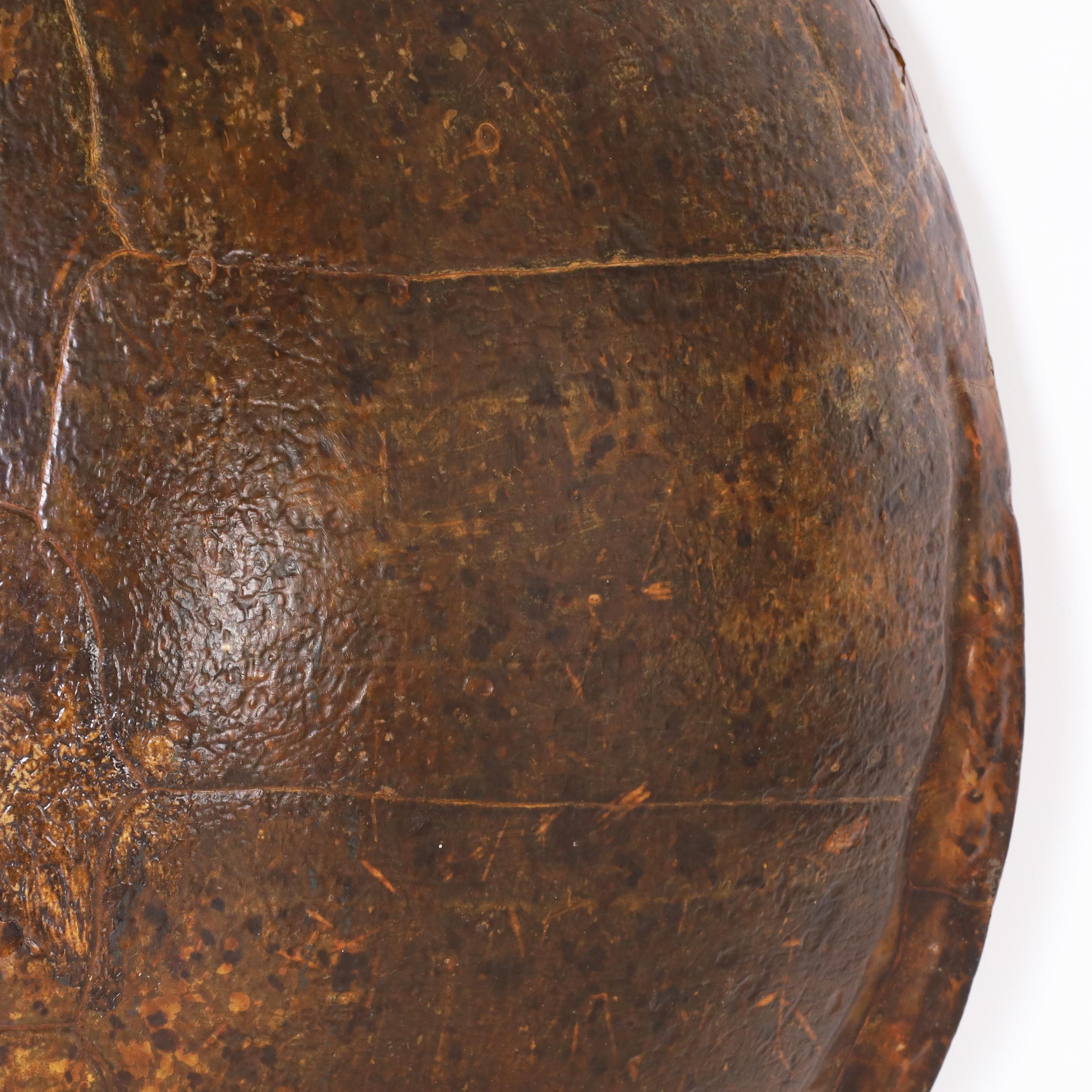 Große Schildkrötenpanzerschale oder Karapace (19. Jahrhundert) im Angebot