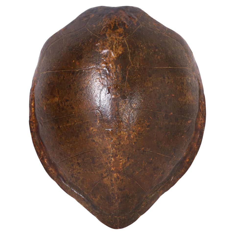 Capiz Turtle Shell Form For Sale at 1stDibs | large turtle shell for ...
