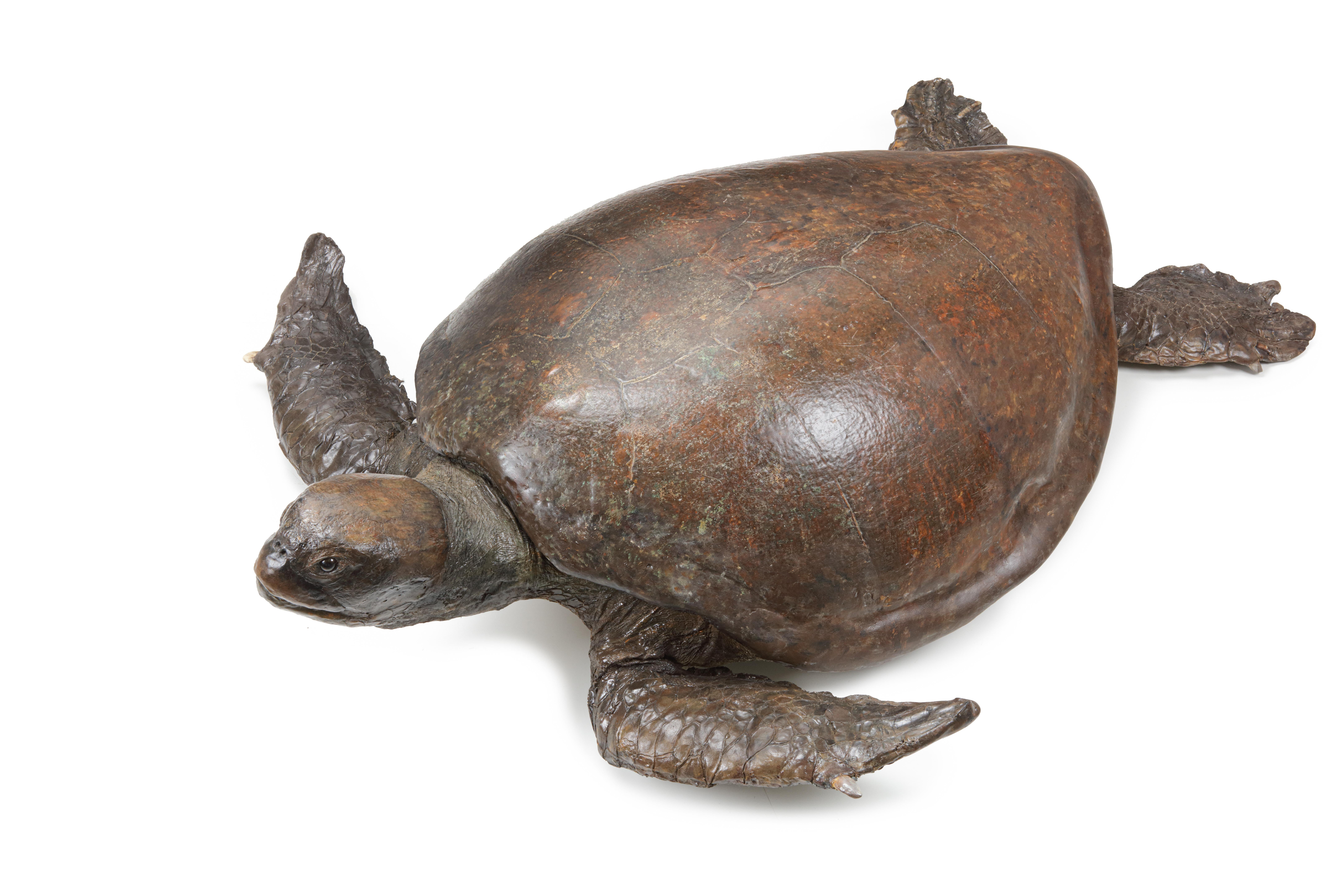An extremely rare giant Victorian taxidermy Loggerhead sea turtle
England, 19th century

The extremely large animal with a nice patina, with some parts professionally restored and hand-painted.

Measure: L. 170 cm

Provenance:
Private