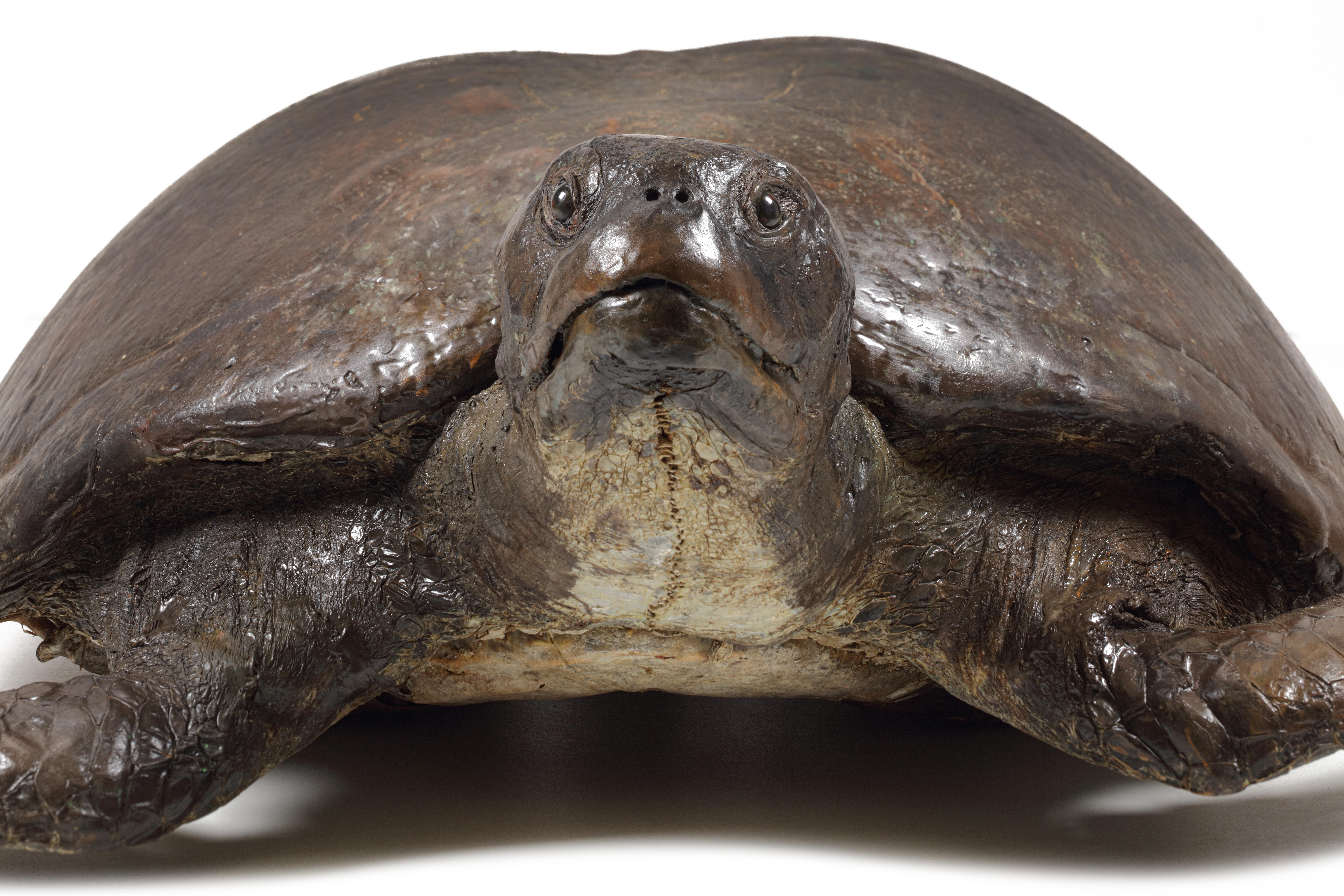 Victorien Turtle de mer victorienne géante de Taxidermie à tête de loquet en vente
