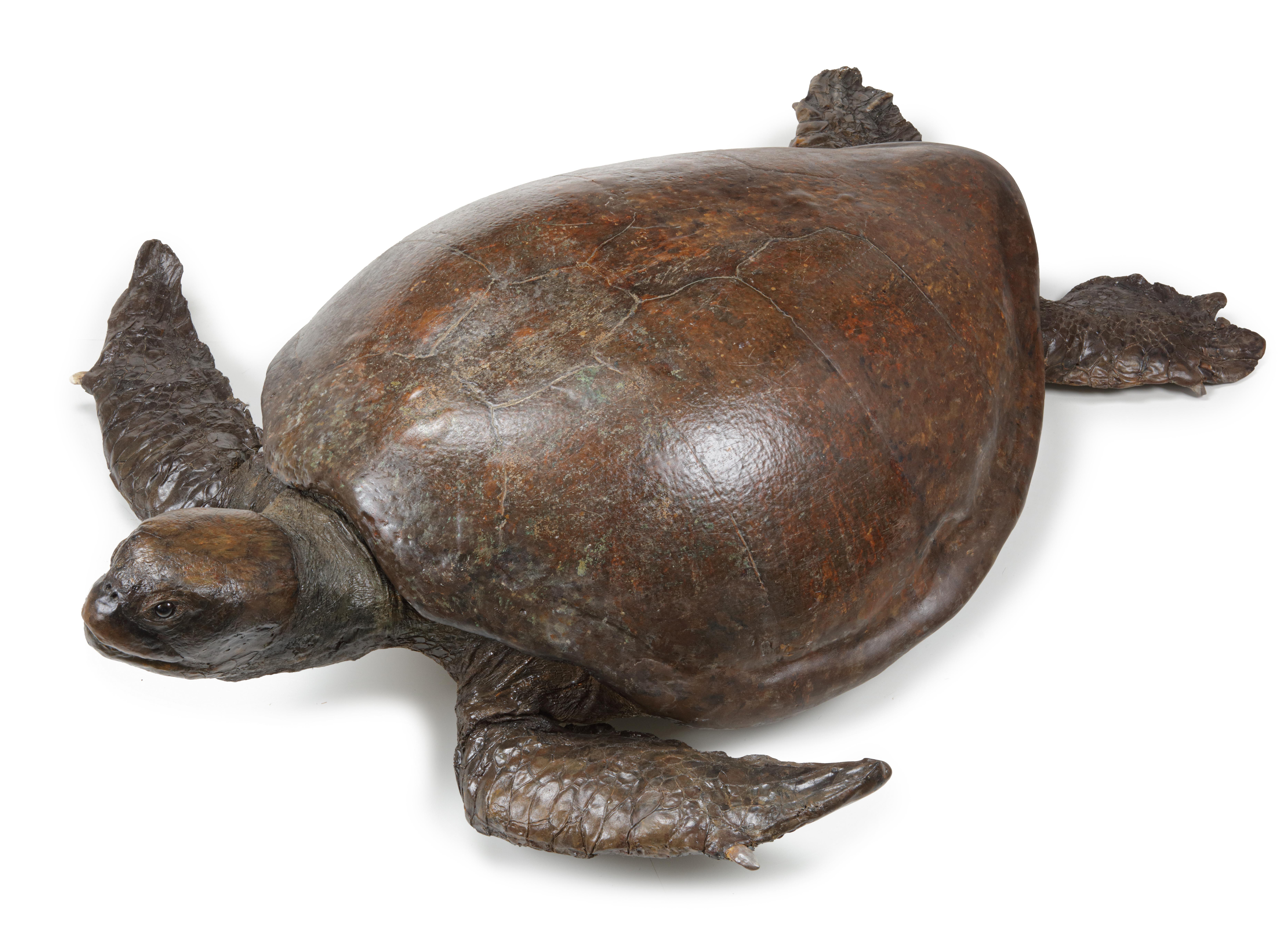 Turtle de mer victorienne géante de Taxidermie à tête de loquet État moyen - En vente à Amsterdam, NL