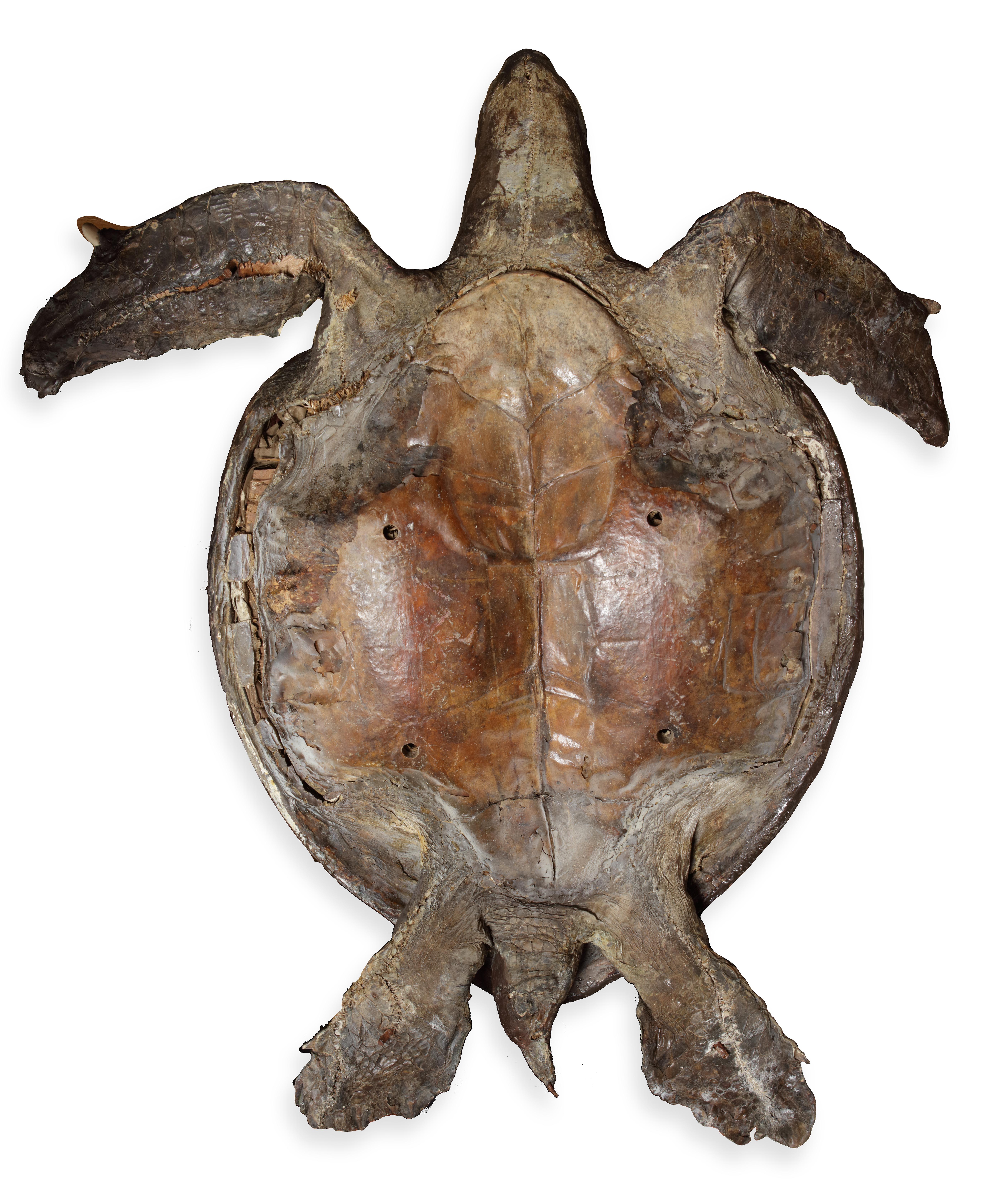 Giant Victorian Taxidermy Loggerhead Sea Turtle In Fair Condition For Sale In Amsterdam, NL