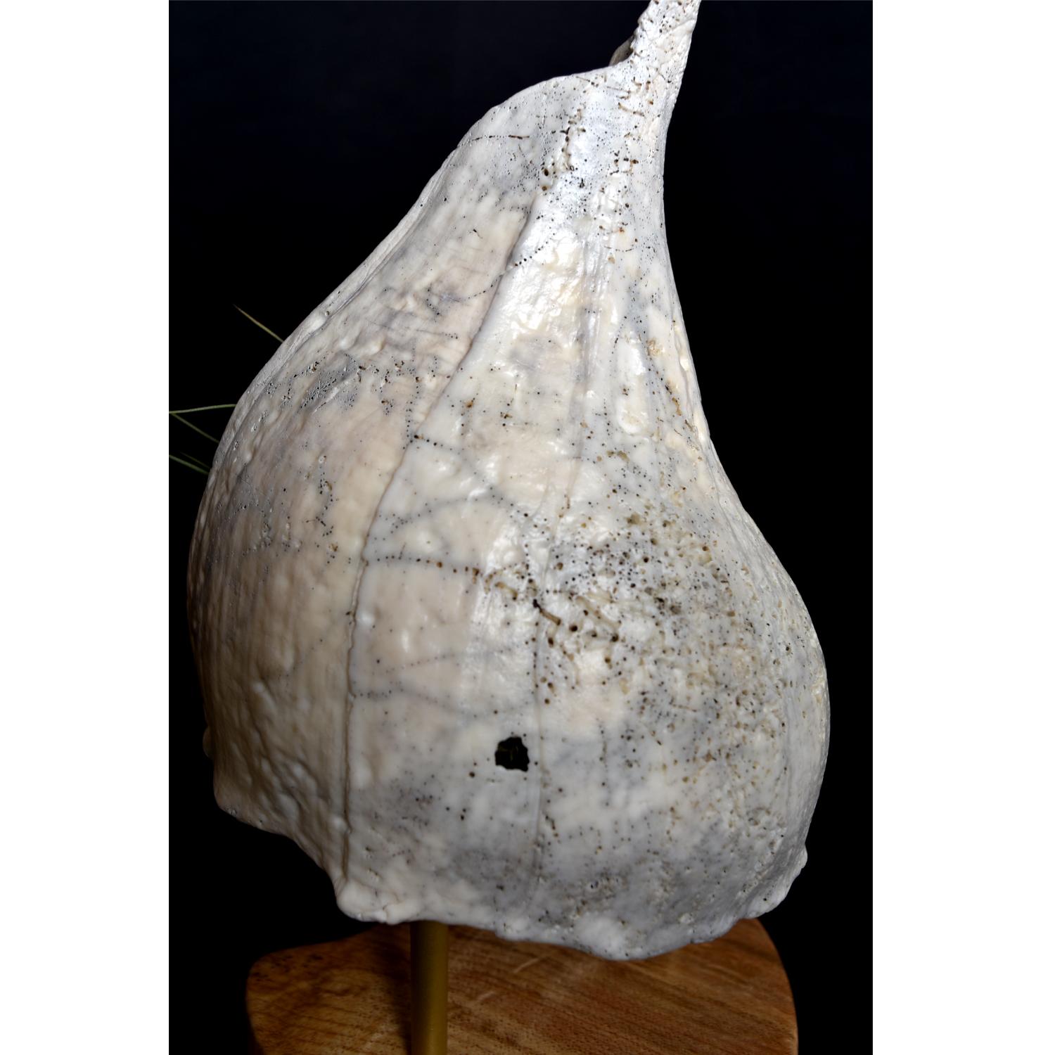 Giant Whelk Conch Sea Shell Living Sculpture & Air Plant on Spalted Maple Base For Sale 3