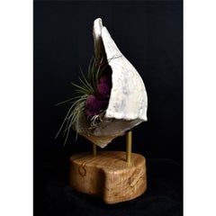 Giant Whelk Conch Sea Shell Living Sculpture & Air Plant on Spalted Maple Base