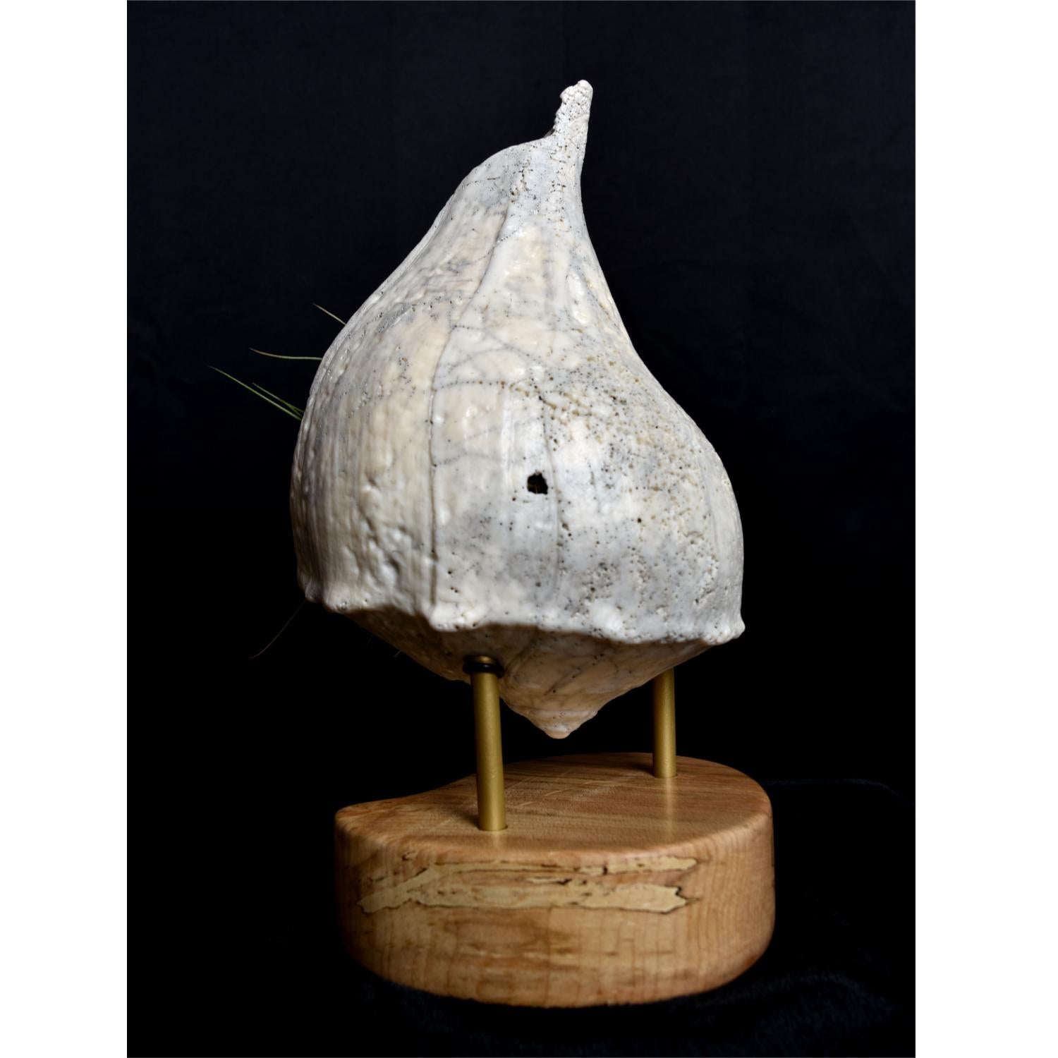 Organic Modern Giant Whelk Conch Sea Shell Living Sculpture & Air Plant on Spalted Maple Base For Sale