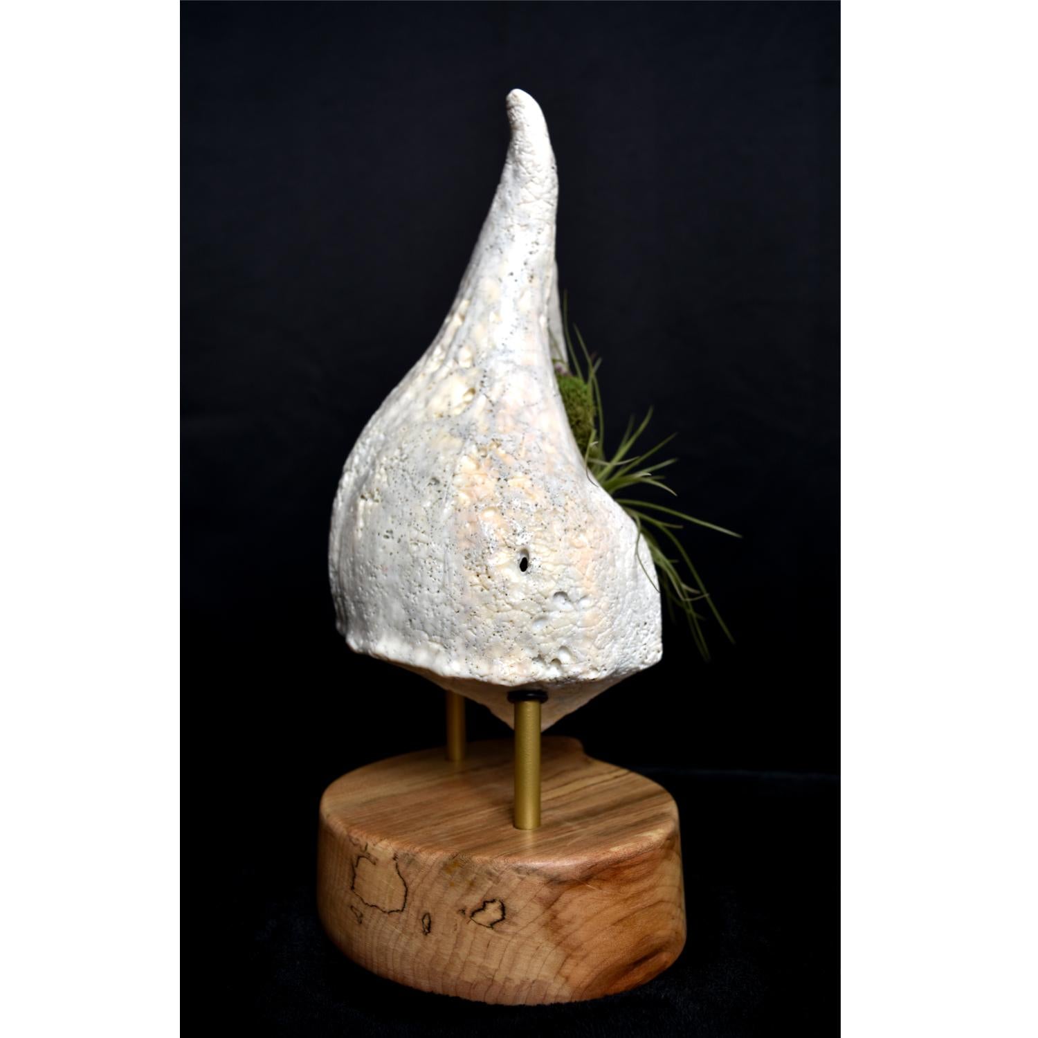 American Giant Whelk Conch Sea Shell Living Sculpture & Air Plant on Spalted Maple Base