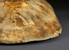 Giant White River Turtle Shell, South American