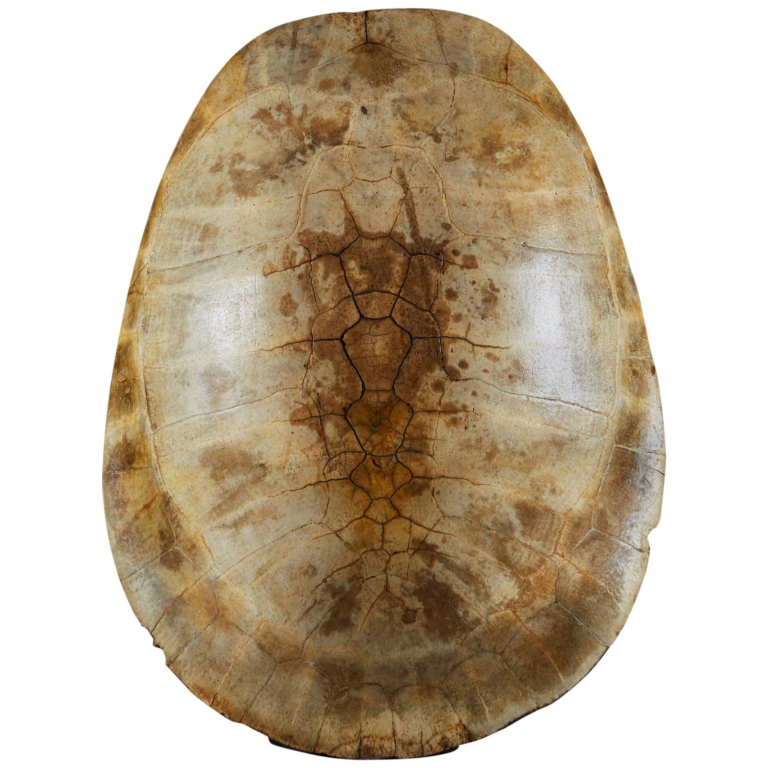 Giant White River Turtle Shell, South American