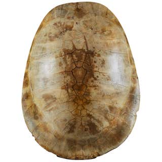 Antique Turtle Shell at 1stDibs