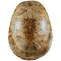 Coquille de tortue blanche géante de rivière, Amérique du Sud