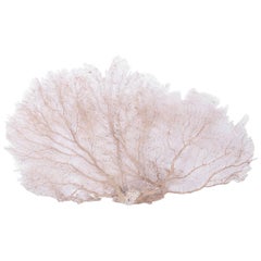 Giant White Sea Fan
