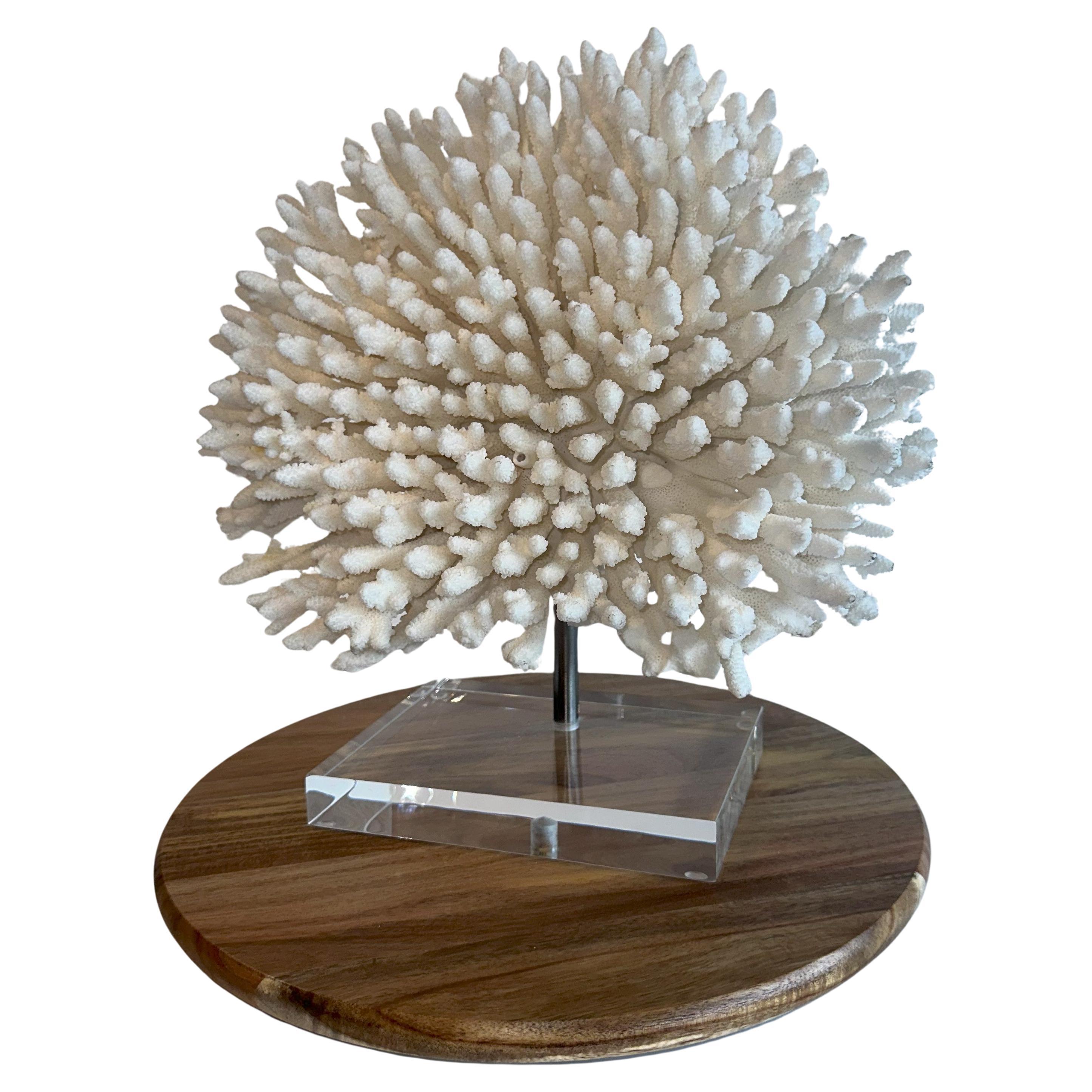 Giant White Staghorn White Table Coral Sculpture on Custom base, Ready to ship!