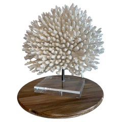 Giant White Staghorn White Table Coral Sculpture auf benutzerdefinierte Basis, bereit zu versenden!