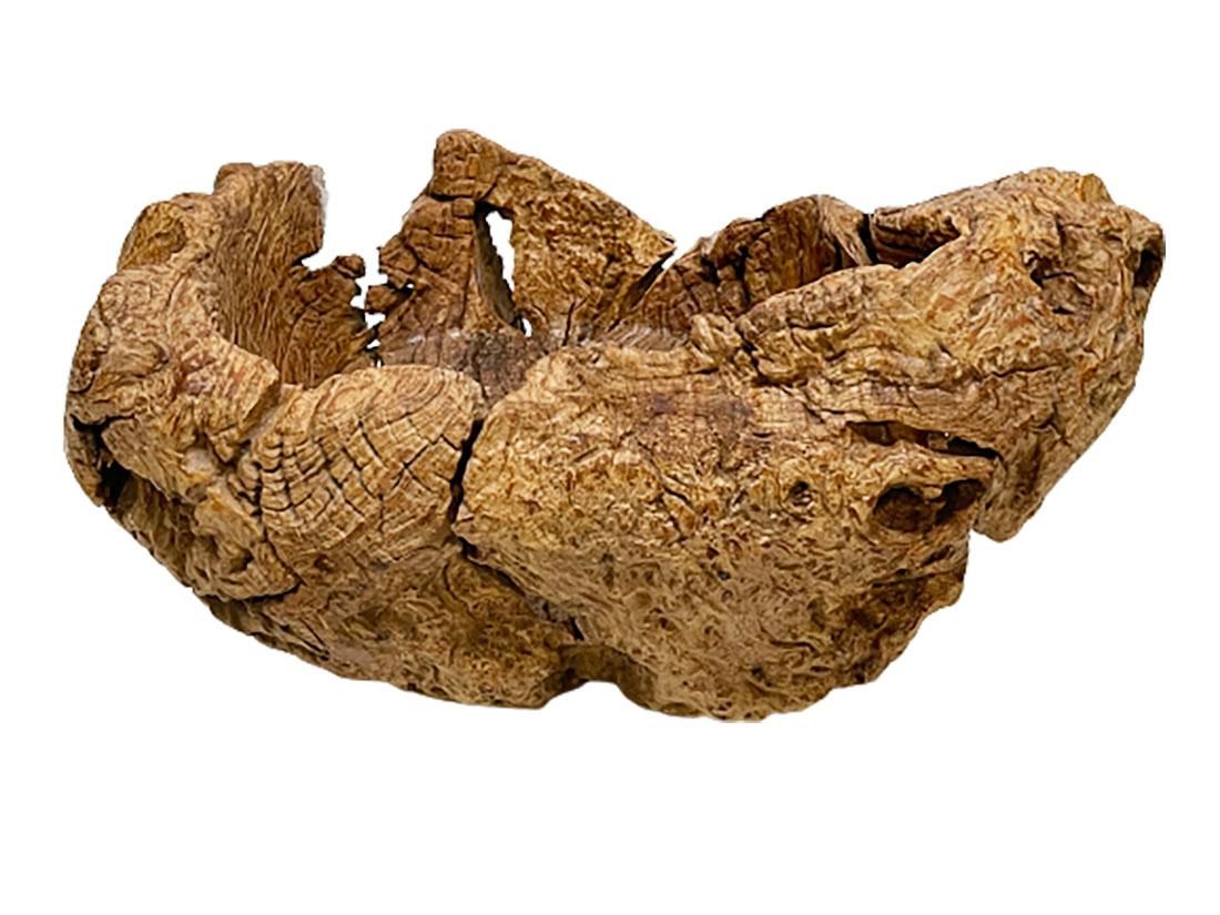 Große organisch geformte und handgeschnitzte Schale aus Wurzelholz (19. Jahrhundert) im Angebot