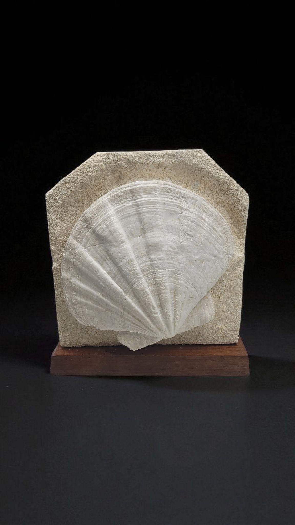 This natural fossil shell (Gigantopecten Restitutensis) is from Lubéron, in the south of France.
These kind of shells were alive 20 millions years ago, when actual hills were an ocean.

The fossil itself measures 
16cm wide by 
13,5cm high, 
and