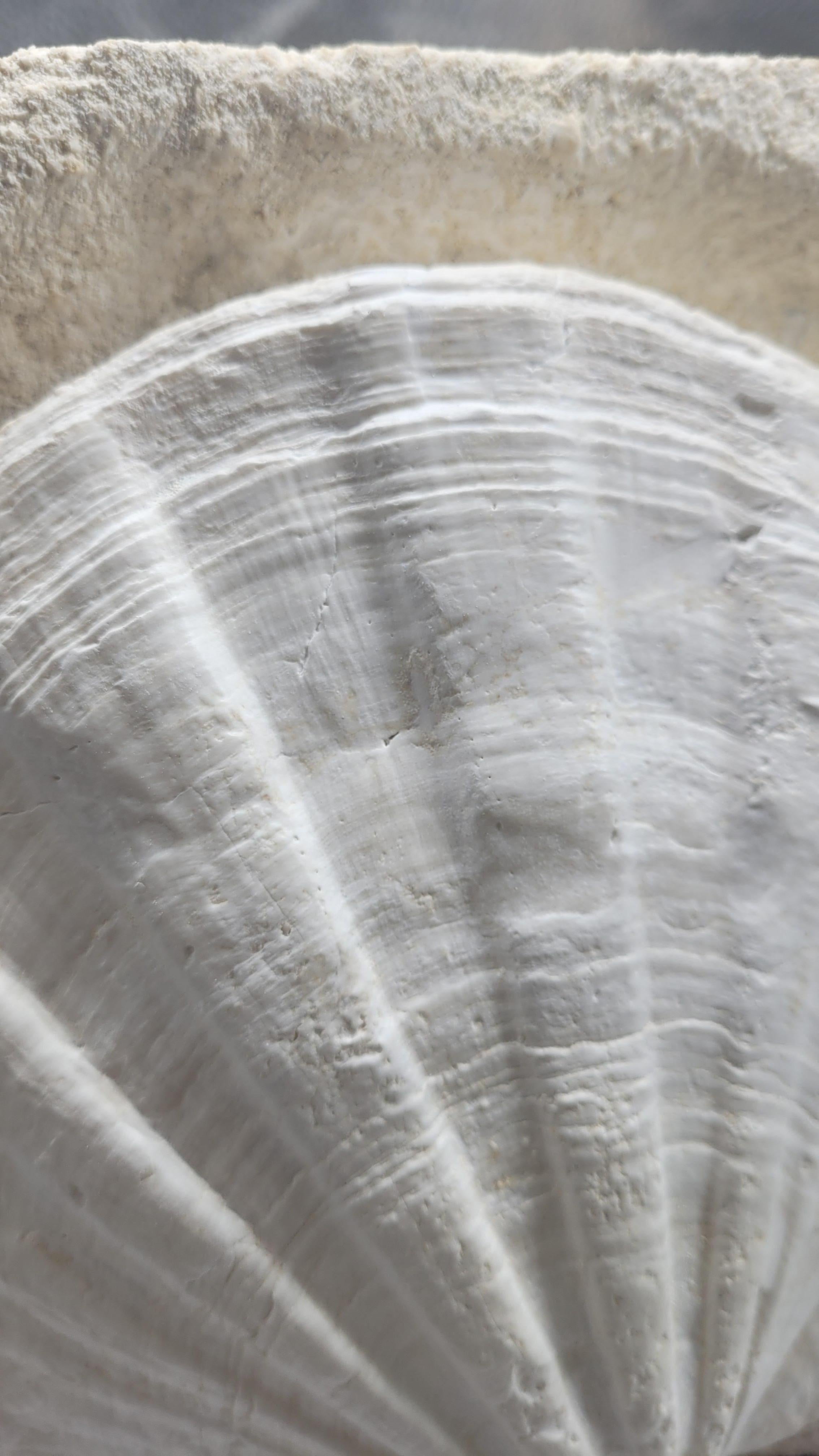 Giganto Pecten Restitutensis, Natural Fossil shell scallop on matrix In New Condition For Sale In MARSEILLE, FR