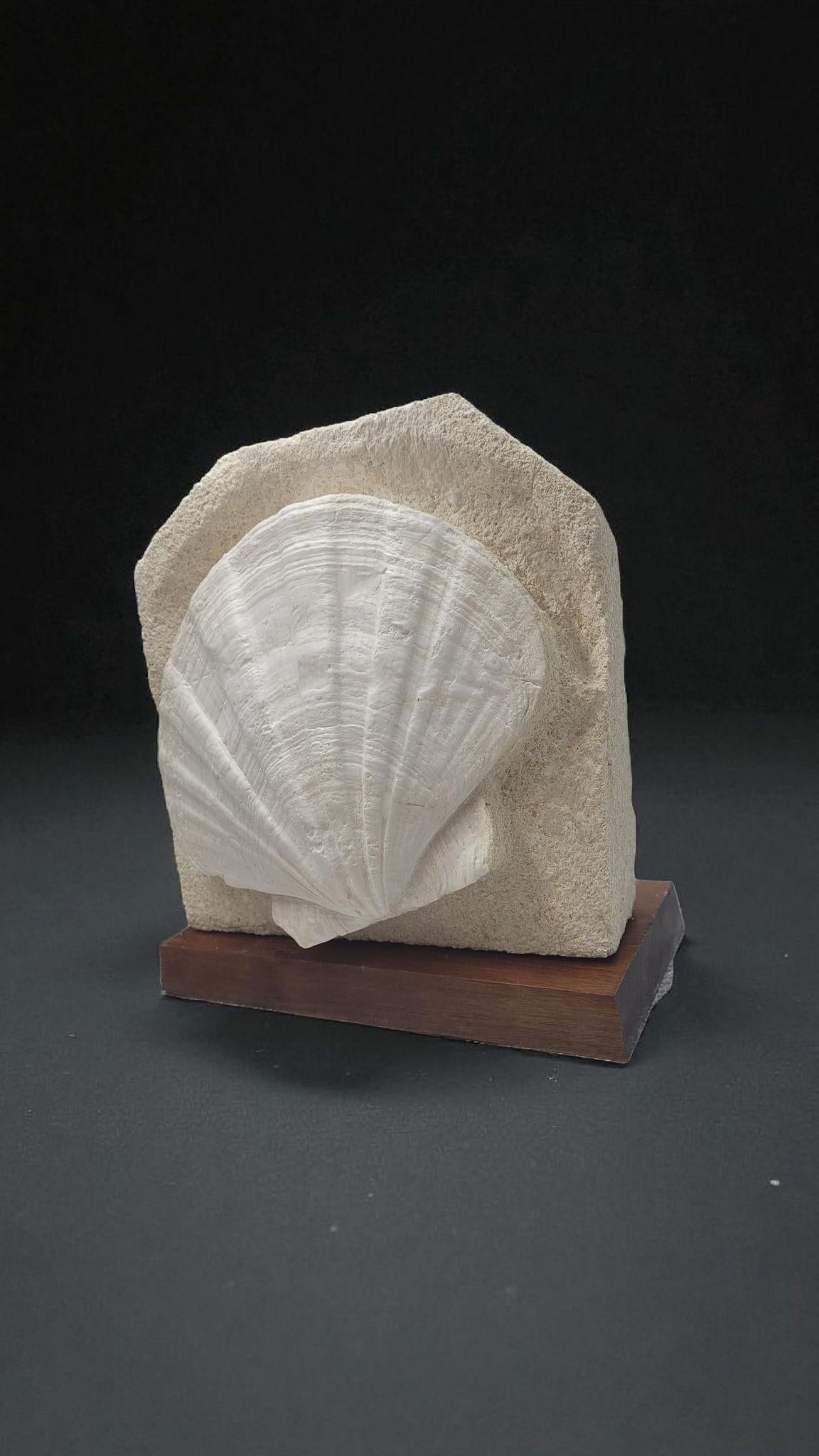 Contemporary Giganto Pecten Restitutensis, Natural Fossil shell scallop on matrix For Sale