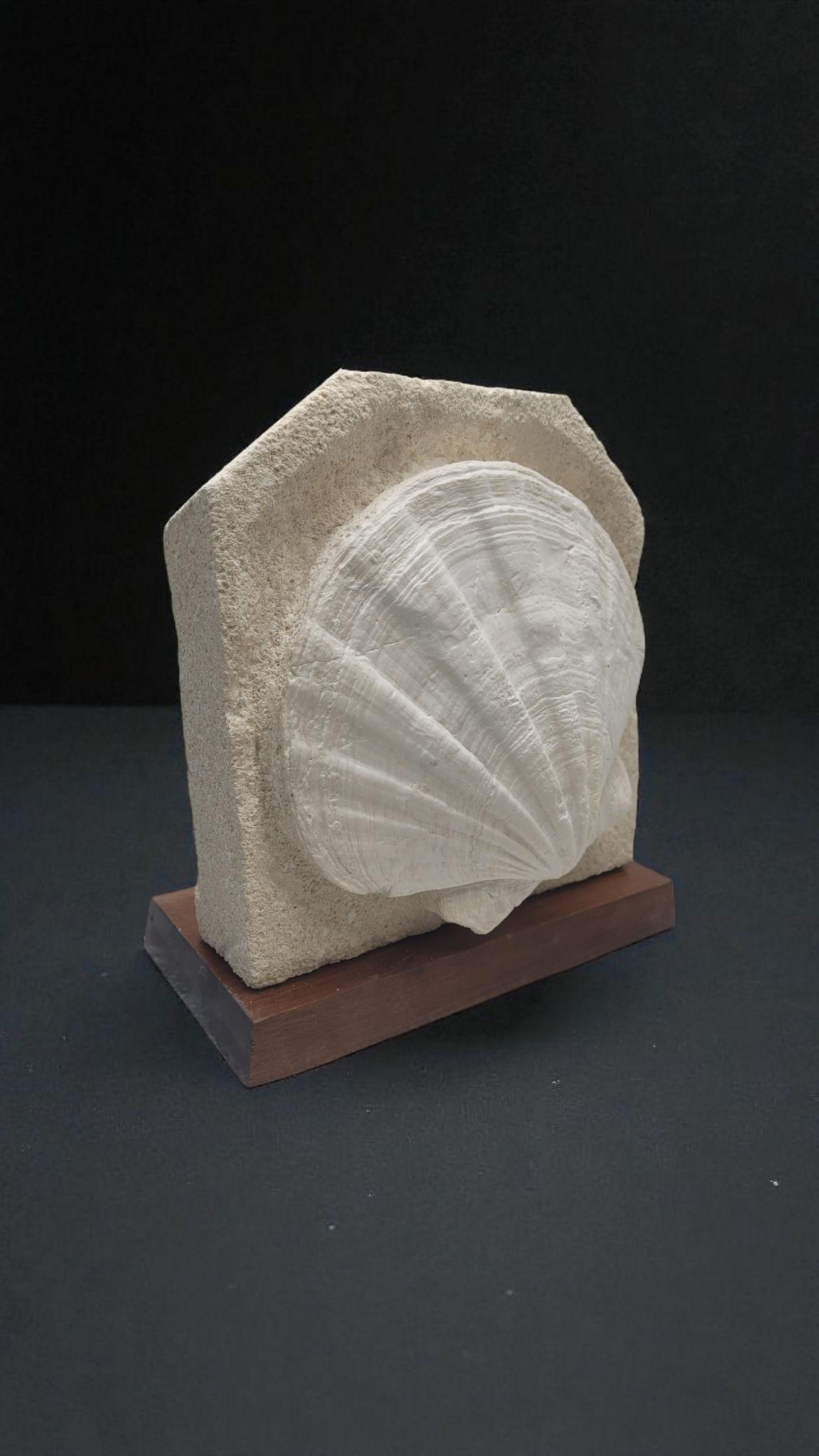 Giganto Pecten Restitutensis, Natural Fossil shell scallop on matrix For Sale 1