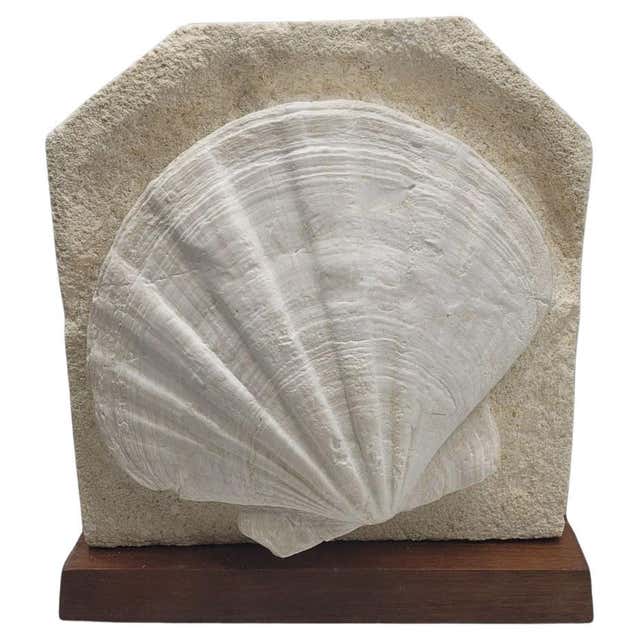 Lattissima Pecten Shell Slab Wall Feature 700mm [RARE and Exquisite ...