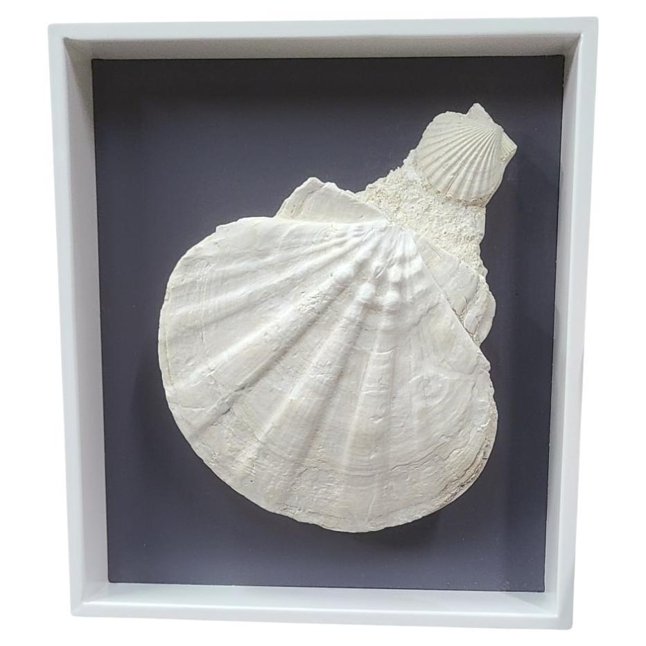 Fósil natural de Giganto pecten / concha de vieira y clamidia en marco lacado en venta