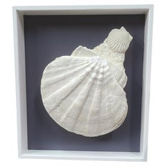 Fósil natural de Giganto pecten / concha de vieira y clamidia en marco lacado