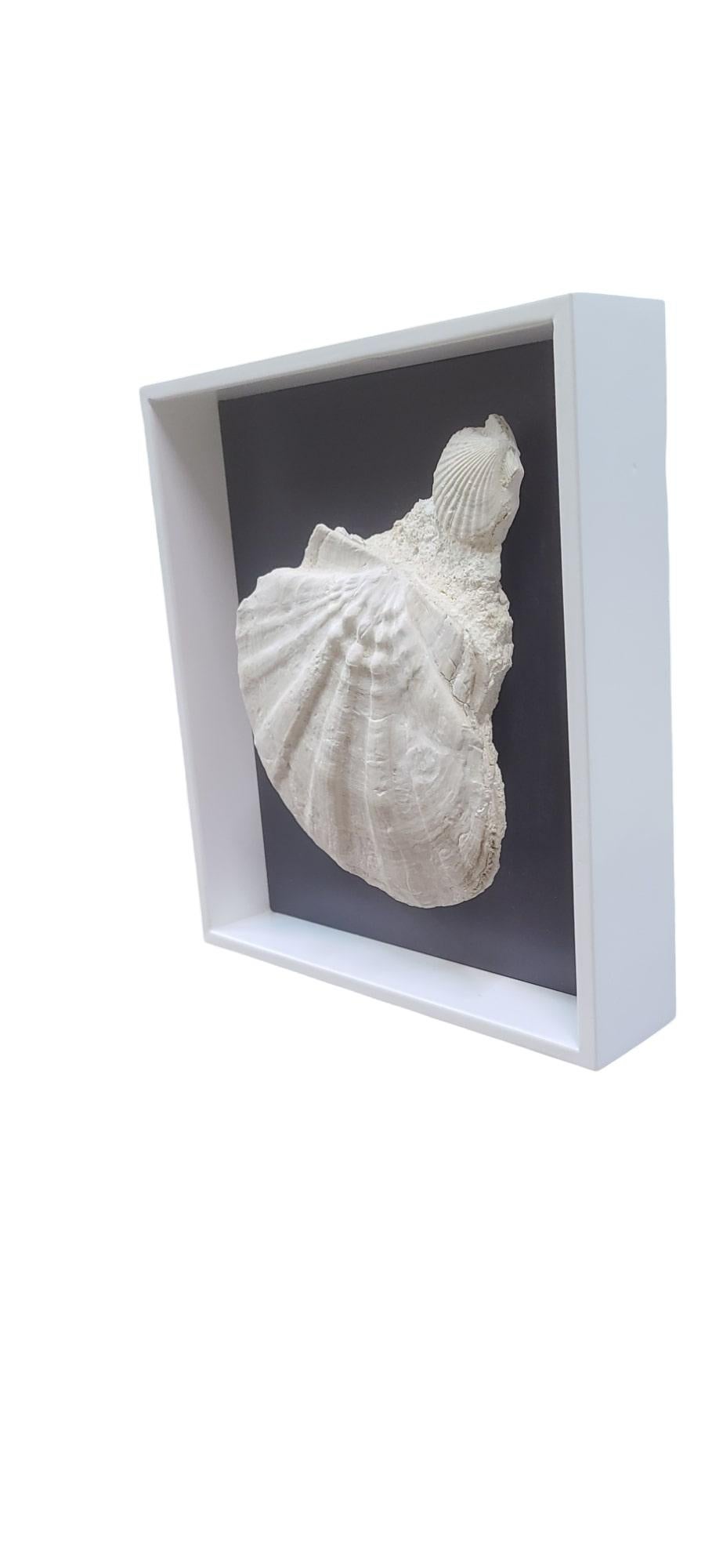 Fósil natural de Giganto pecten / concha de vieira y clamidia en marco lacado en Nuevo estado para la venta en MARSEILLE, FR