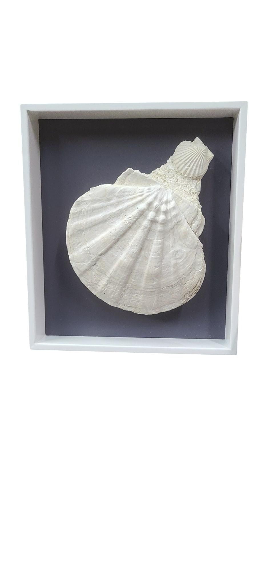 Fósil natural de Giganto pecten / concha de vieira y clamidia en marco lacado Piedra en venta