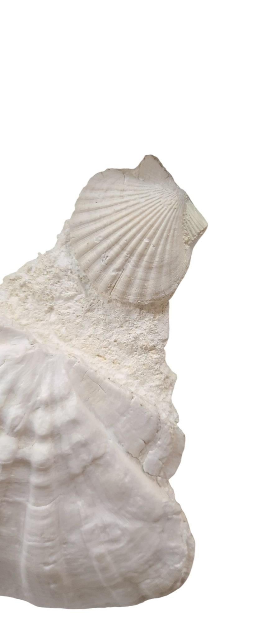 Fósil natural de Giganto pecten / concha de vieira y clamidia en marco lacado en venta 1