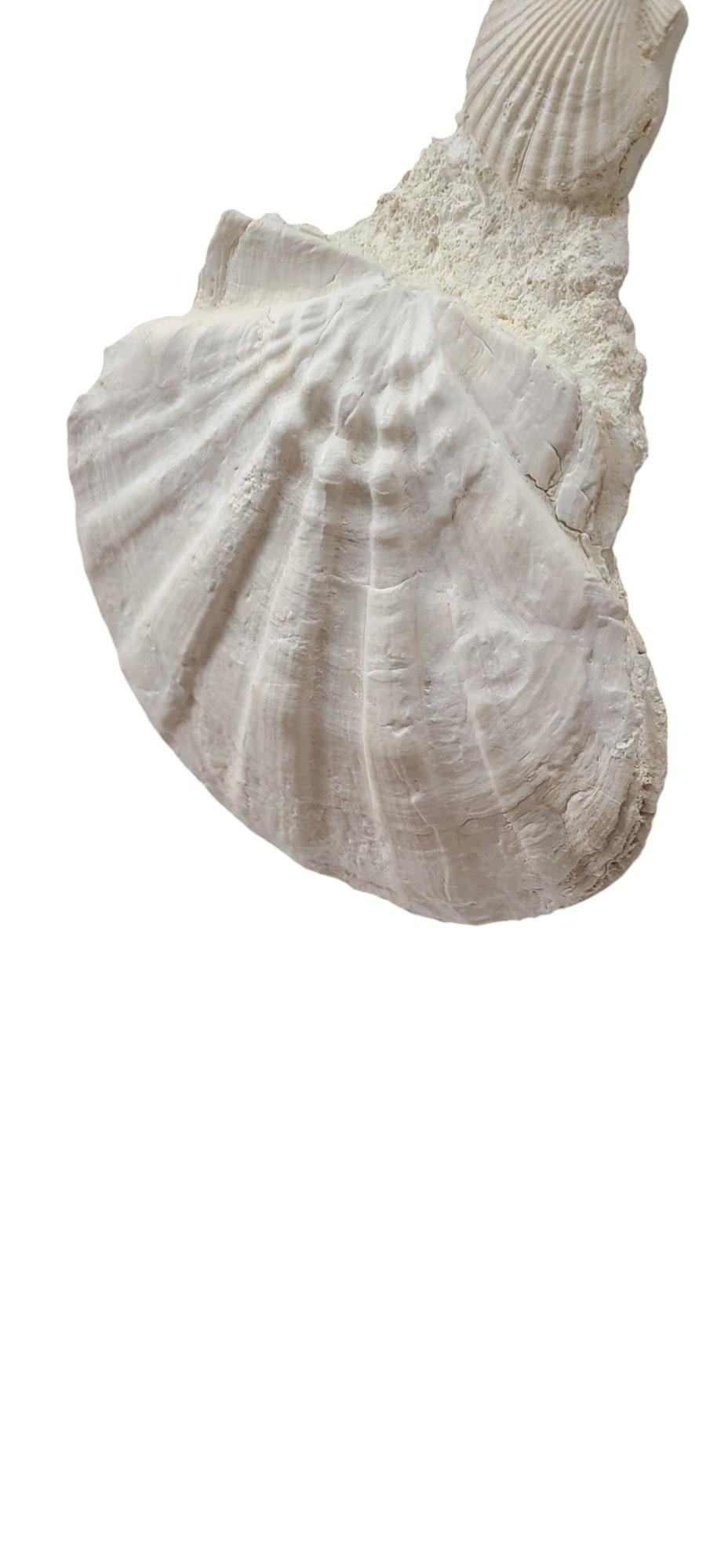 Fósil natural de Giganto pecten / concha de vieira y clamidia en marco lacado en venta 2