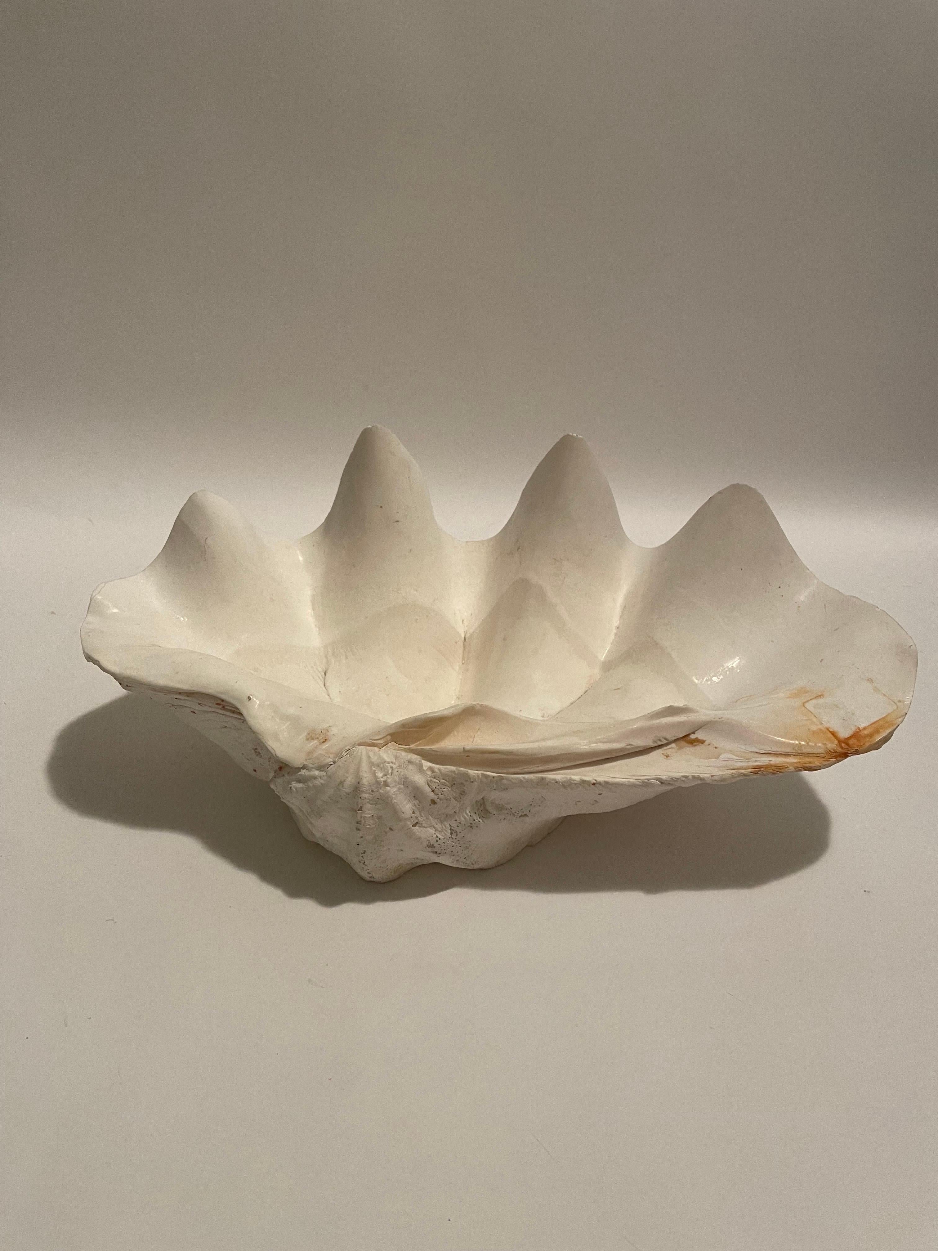 This is a beautiful white clam shell in wonderful condition