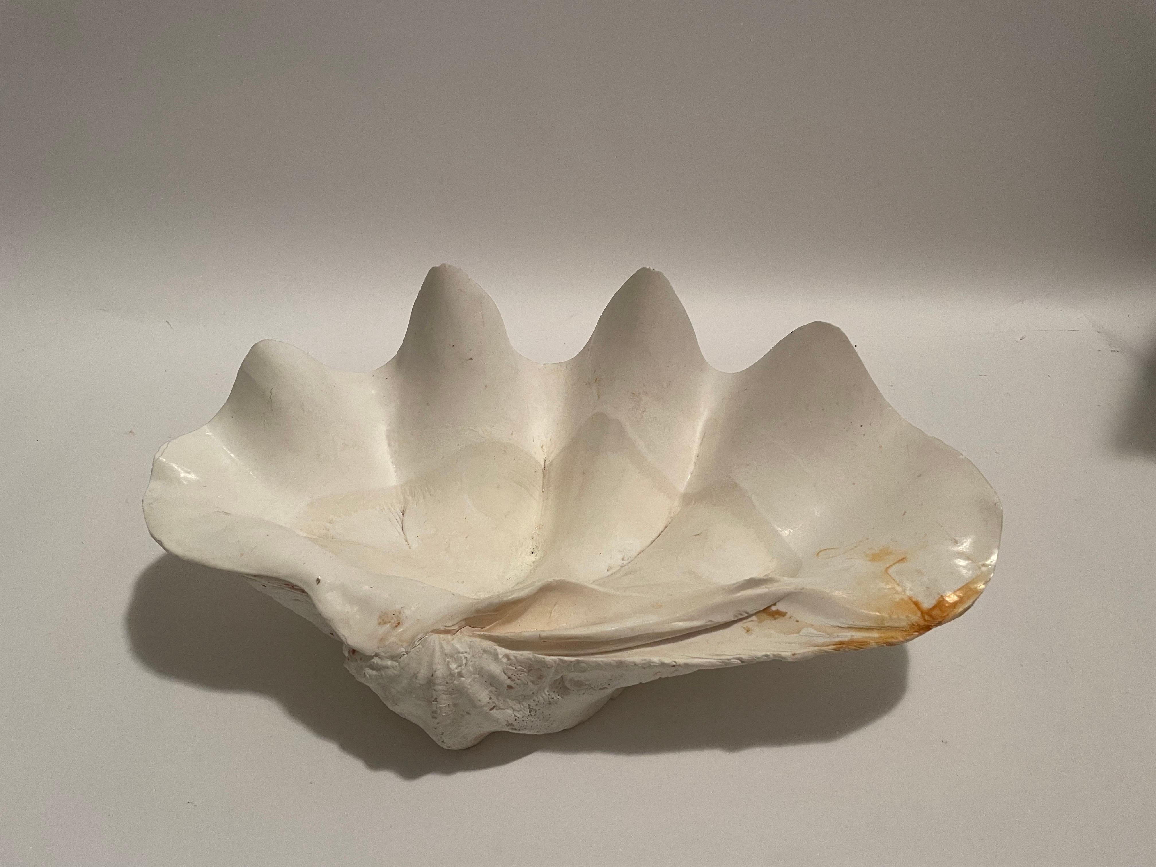 North American Gigas Tridacna clam shell 