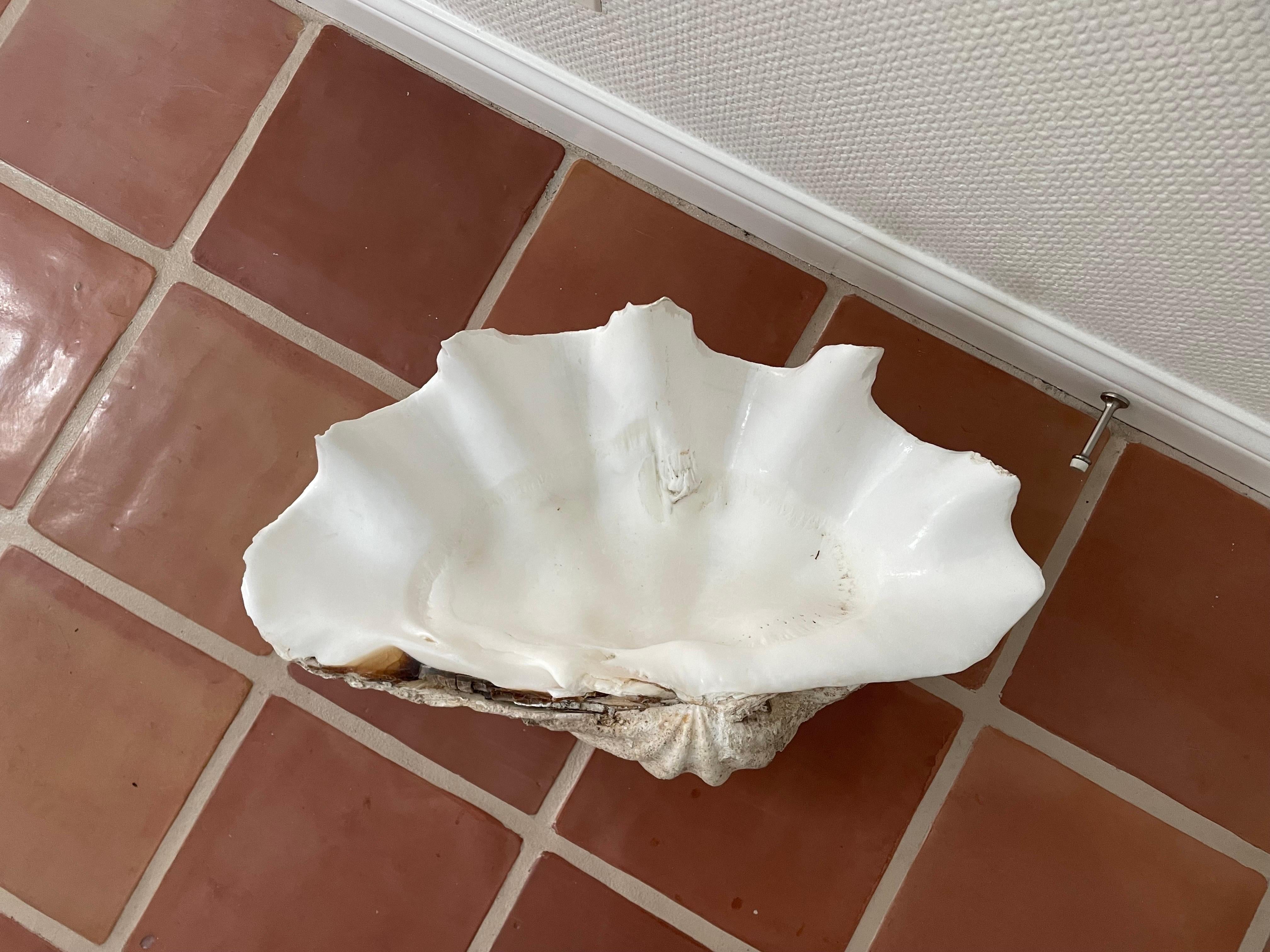 This is a wonderful Gigas Tridacna (clam) shell.
It has a wonderful intact shape with a very white interior 
This shell came from an estate that had in its collection for many years.