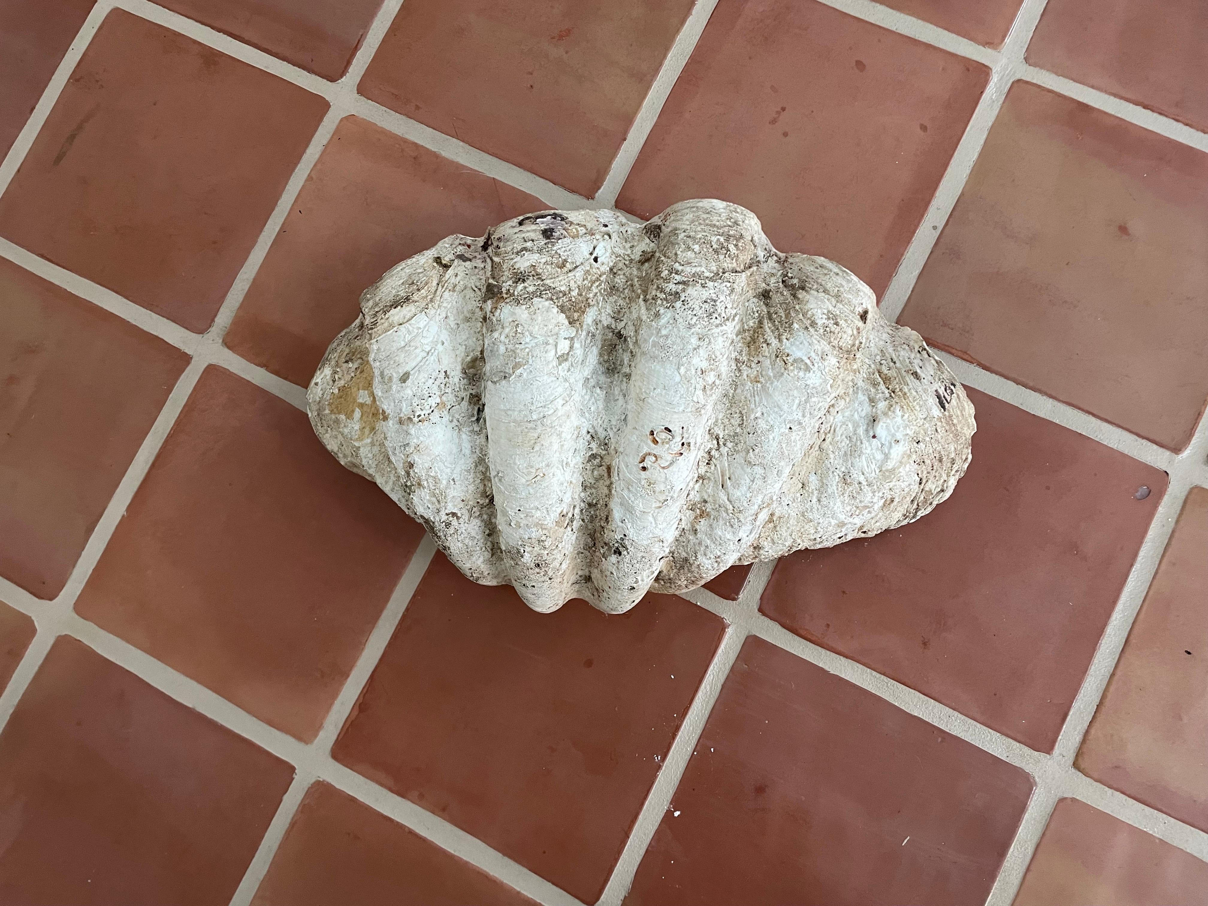 Große Muschelschale von Gigas Tridacna  (Nordamerikanisch) im Angebot