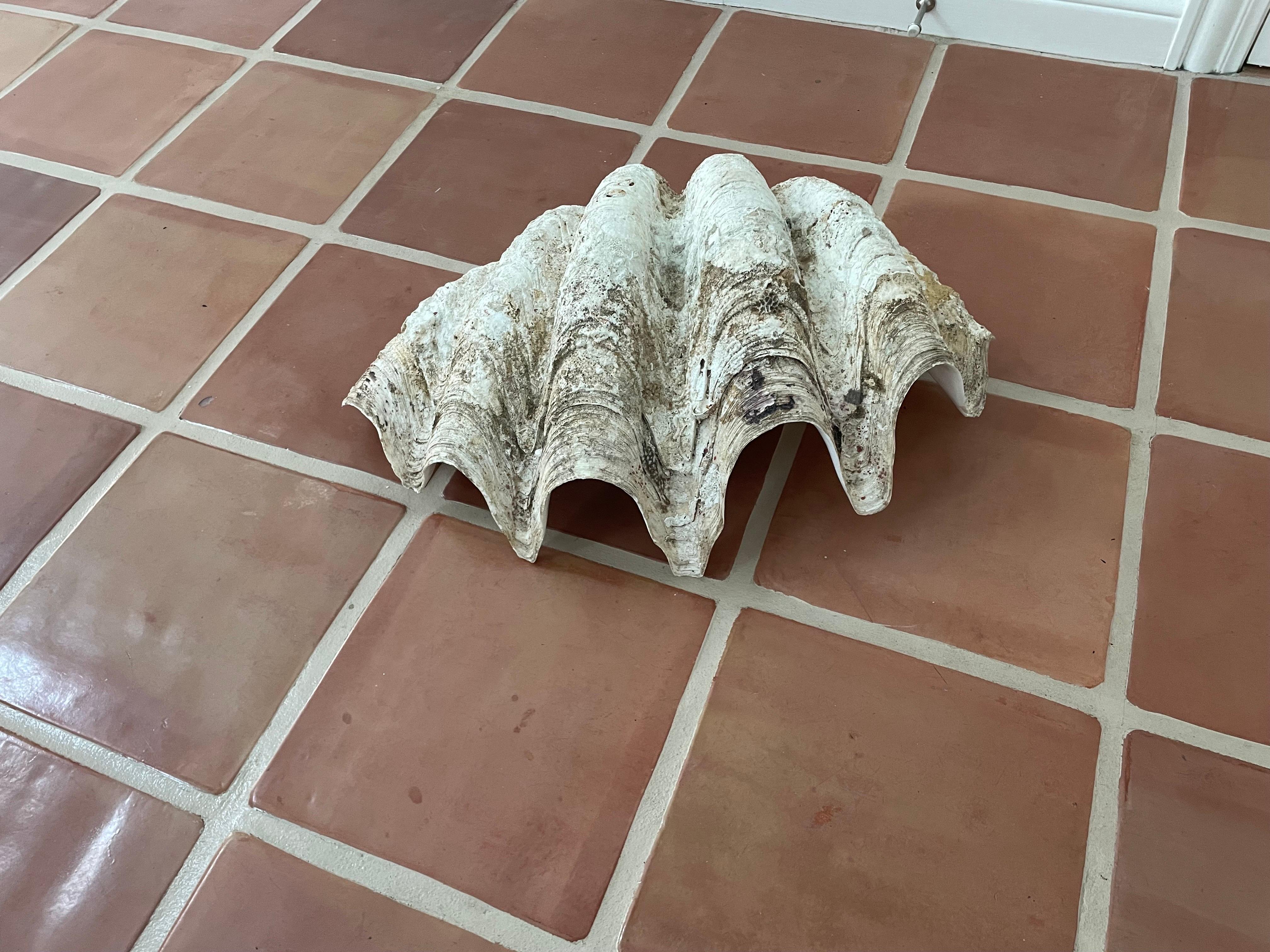 Gigas Tridacna Large Shell  In Good Condition For Sale In Chicago, IL