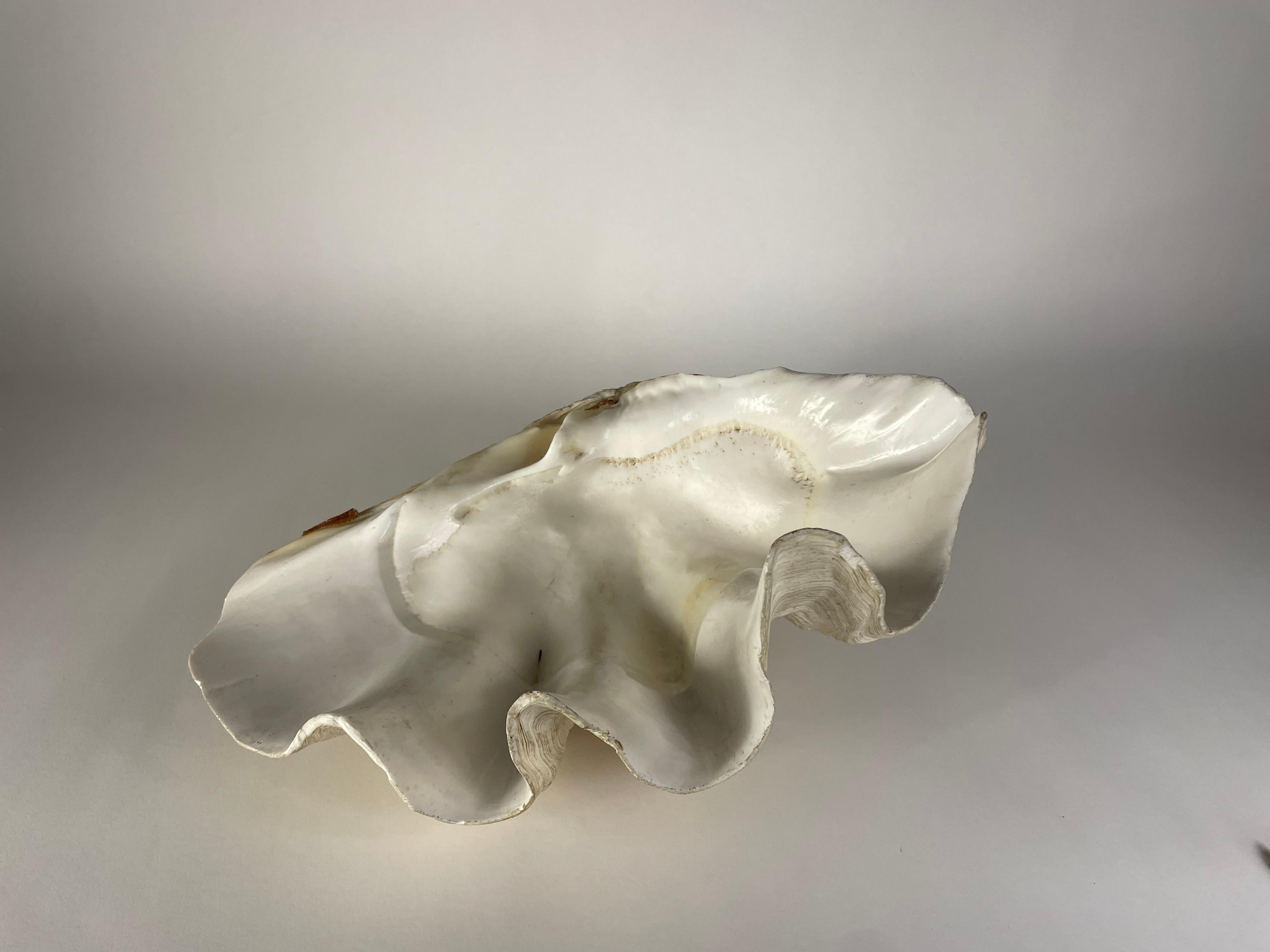 This is a wonderful Gigas Tridacna also known as clam shell from the ocean in great condition 