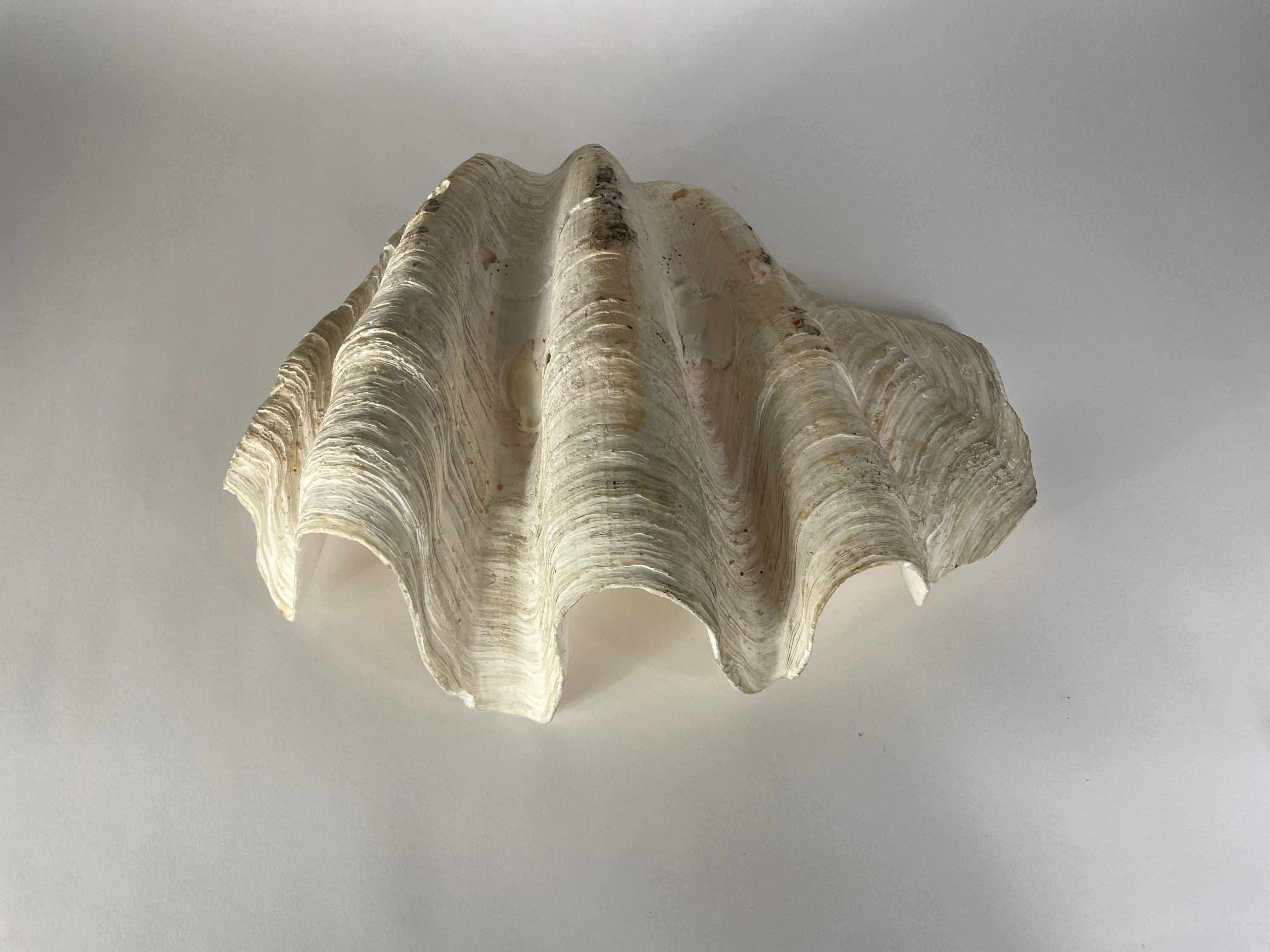 American Gigas Tridacna shell For Sale