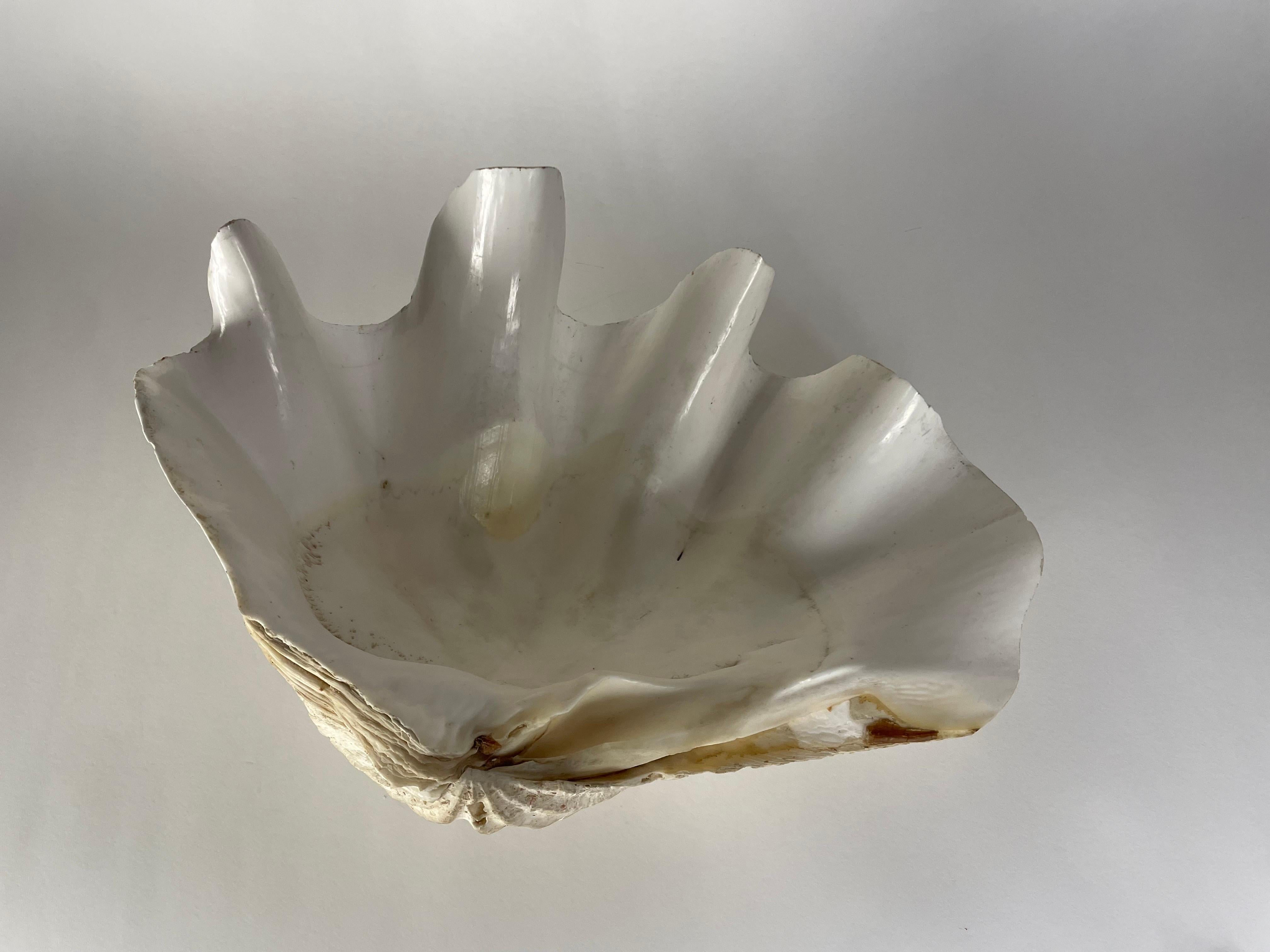 Gigas Tridacna shell In Good Condition For Sale In Winnetka, IL